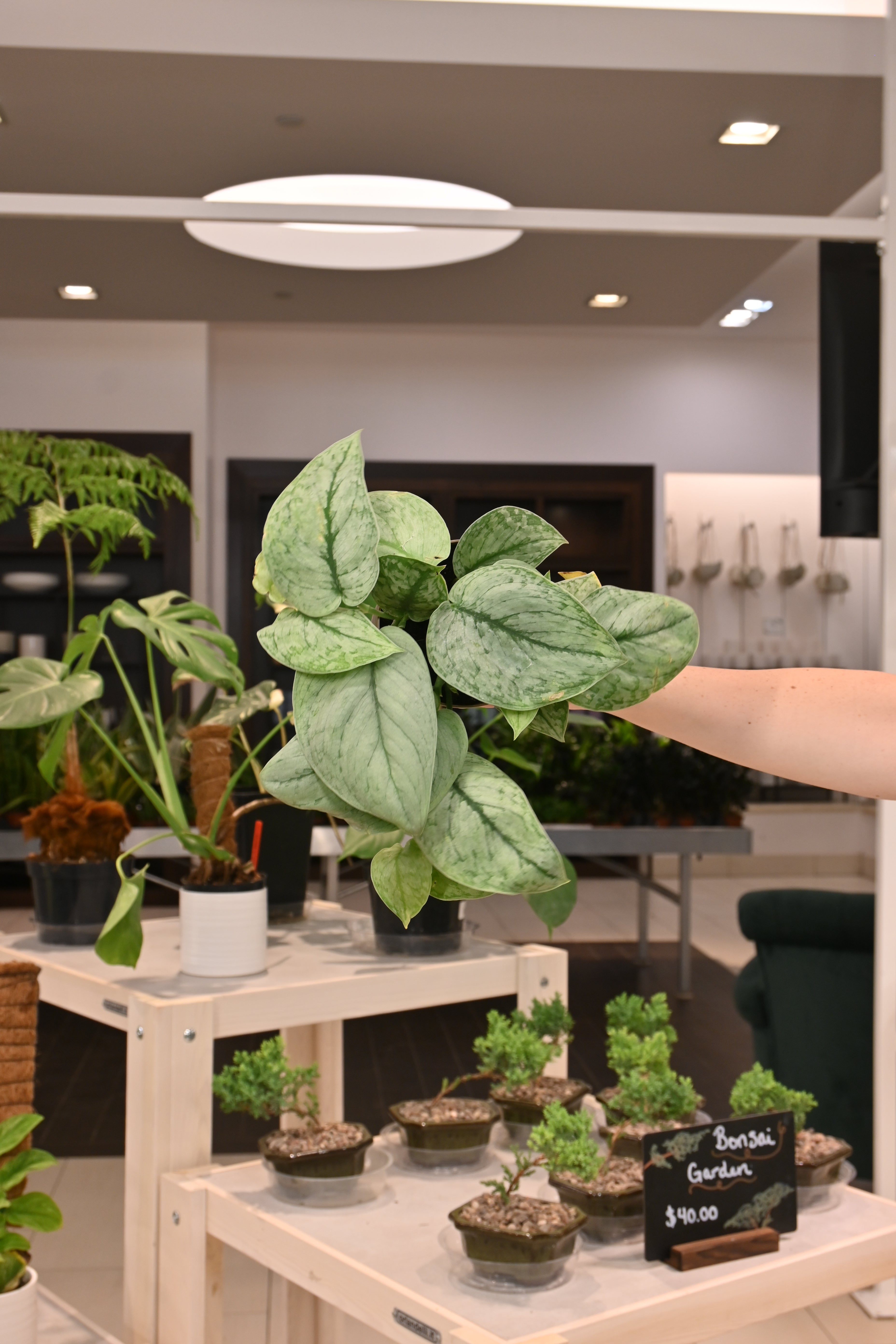 Scindapsus Silver Splash