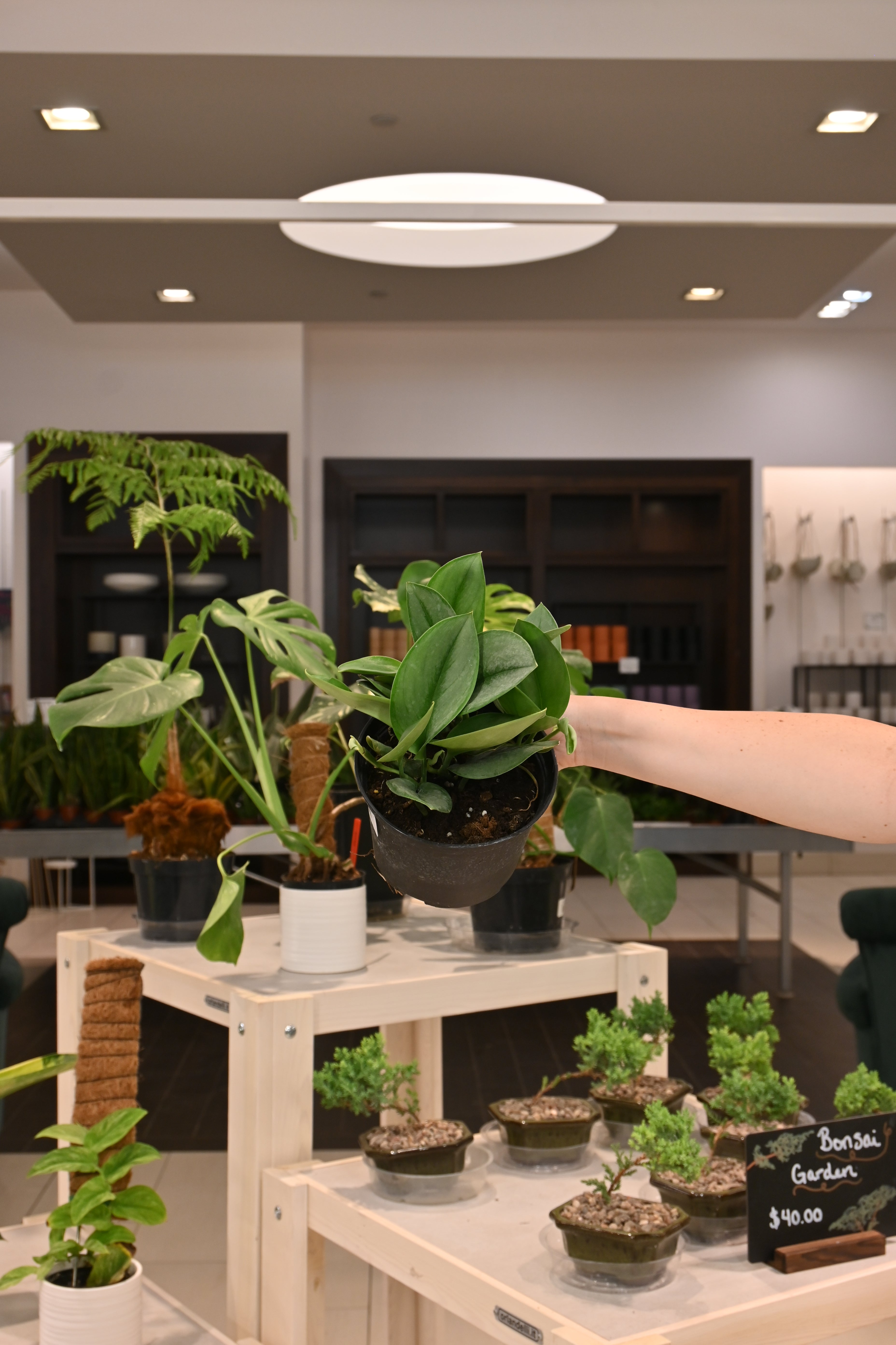 Scindapsus Treubii Moonlight