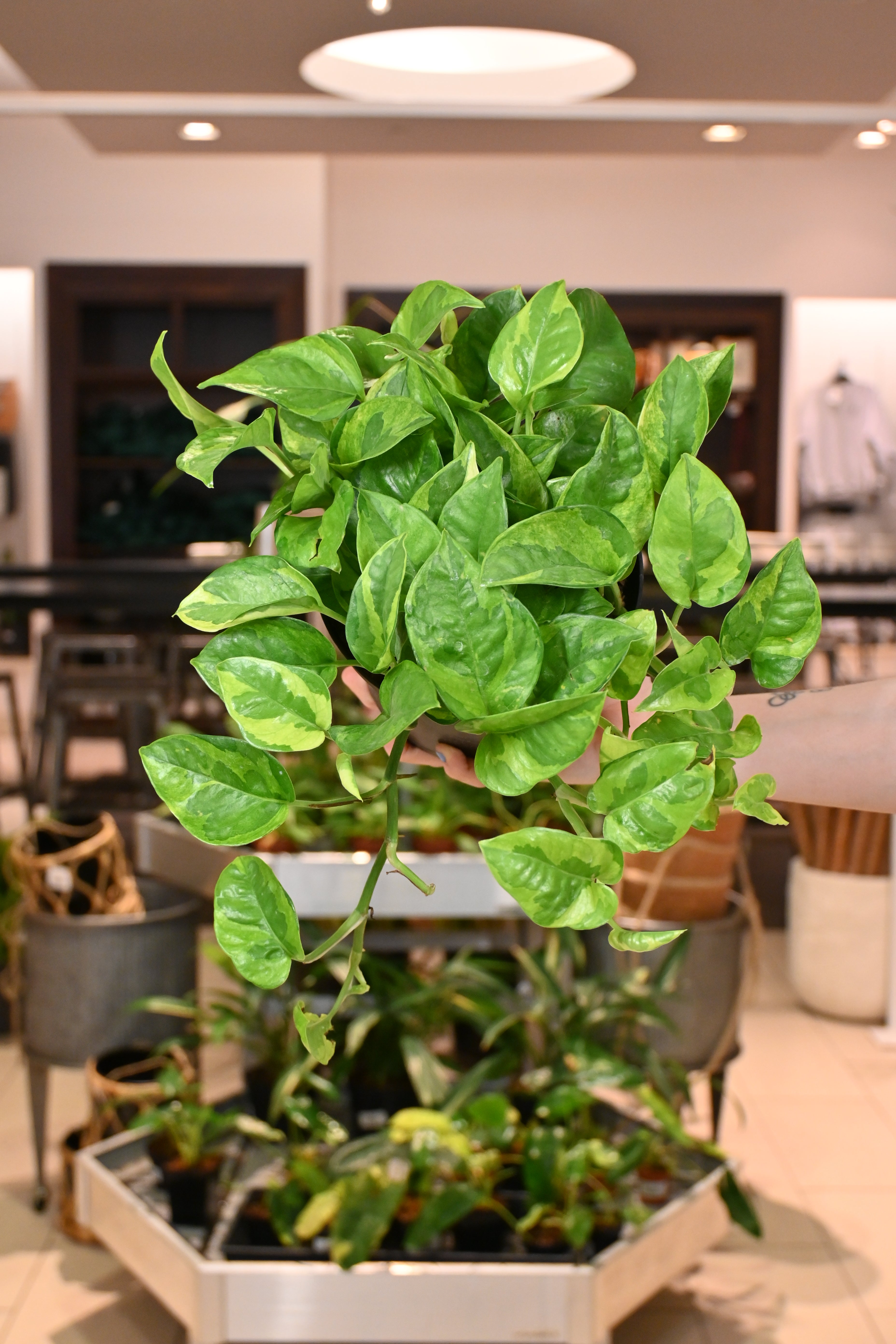 global green pothos vs lemon meringue Lemon Meringue Pothos - Epipremnum aureum - 6" Pot