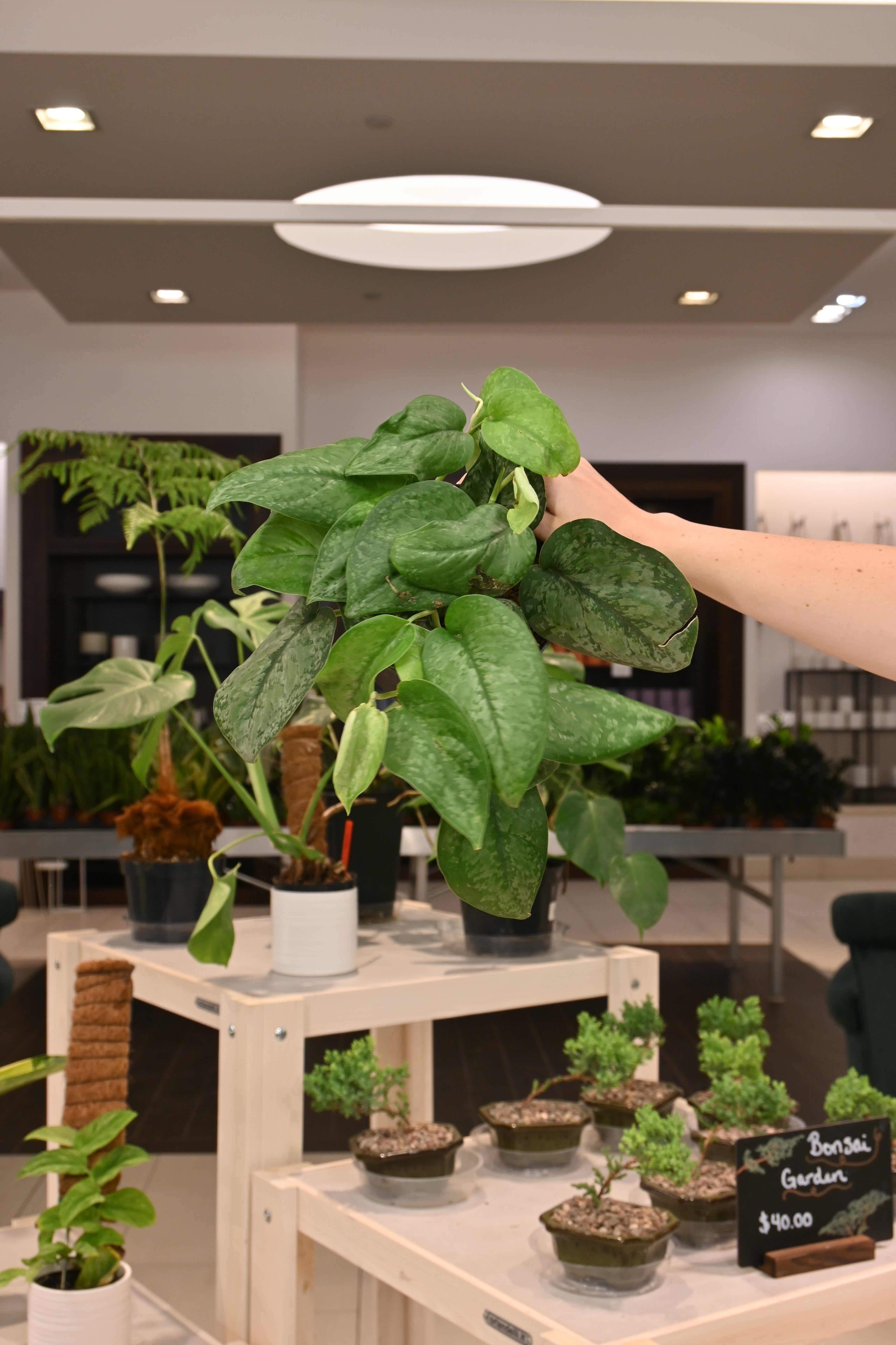 Scindapsus Mount Salak