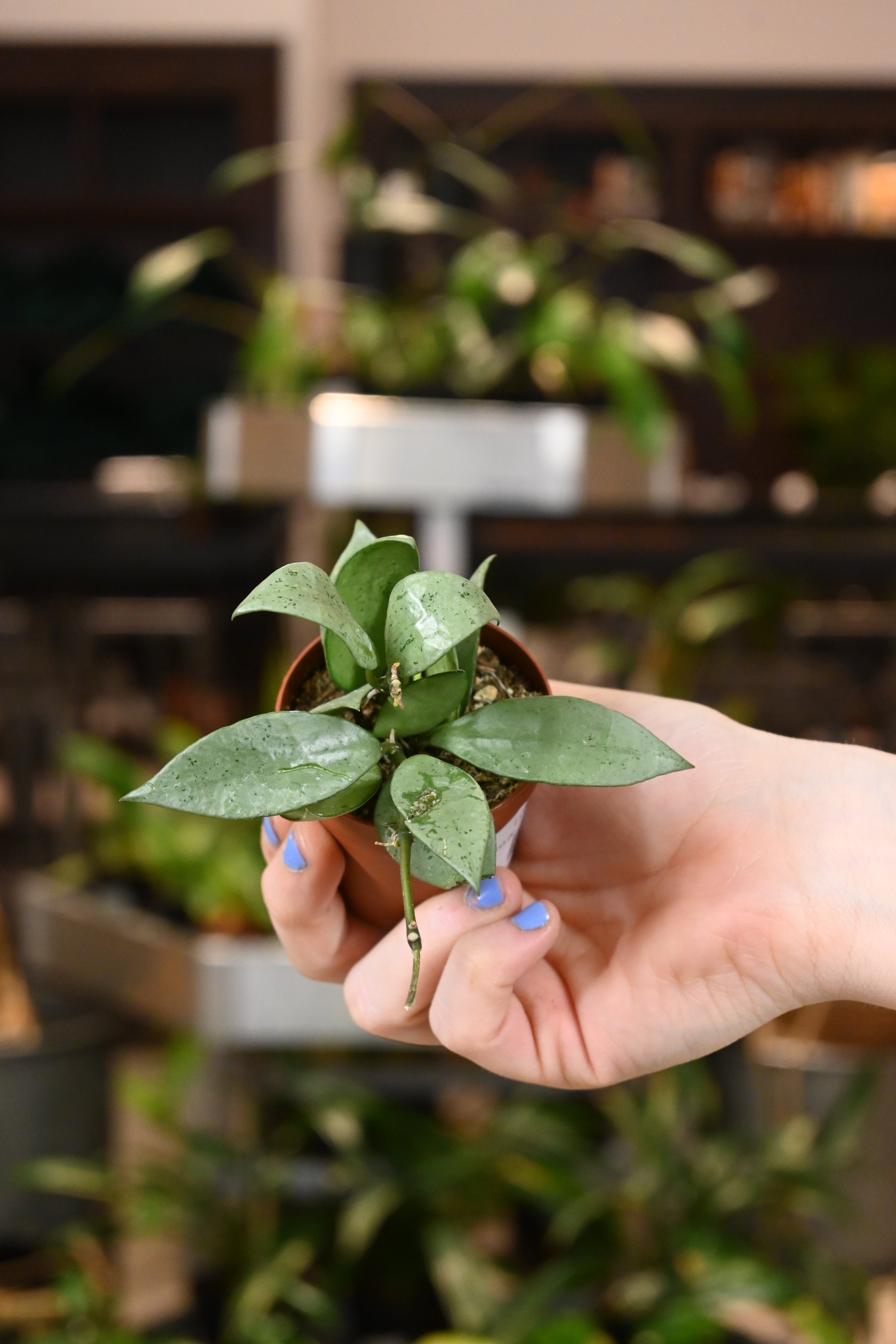 Hoya Krohniana Super Silver