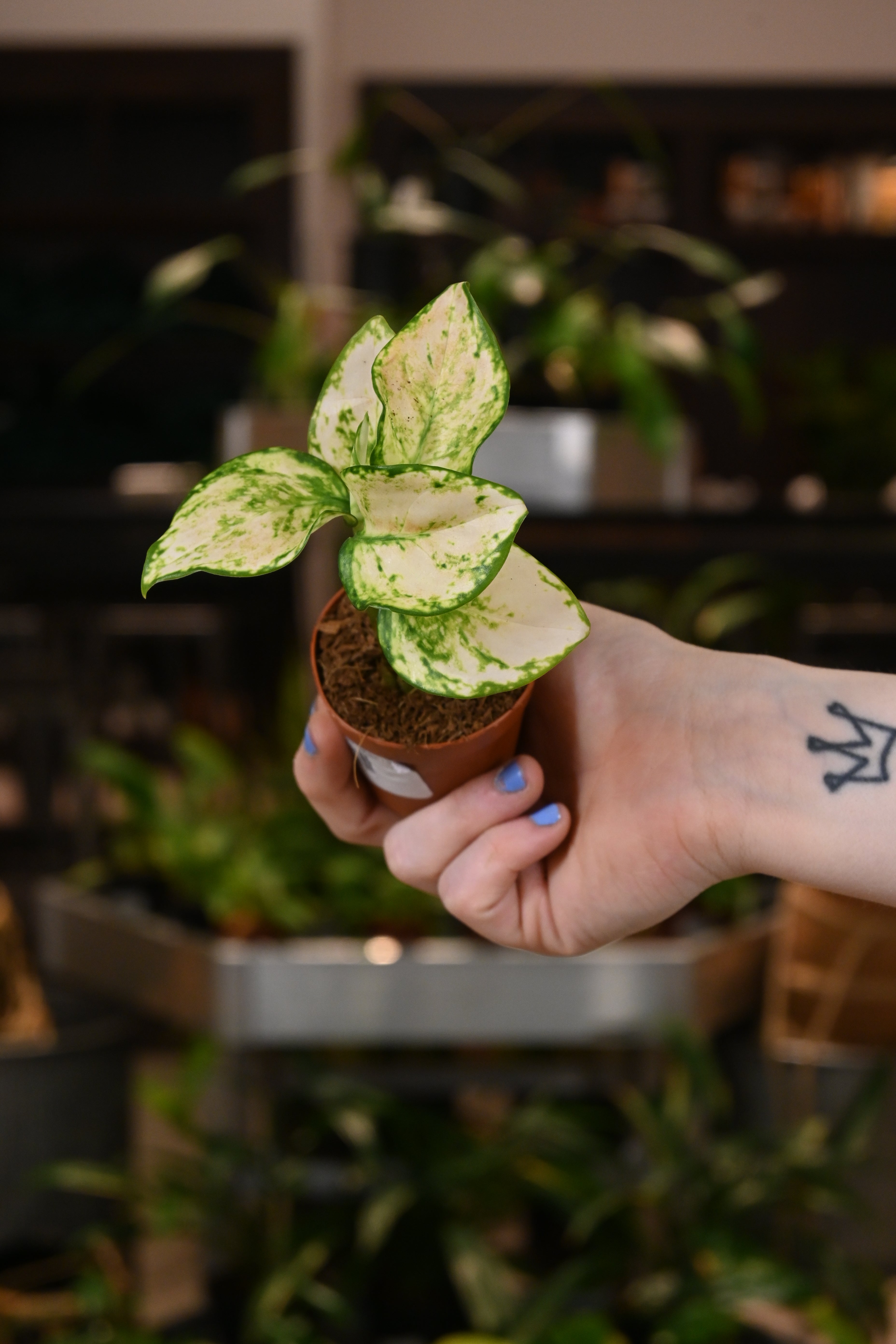Aglaonema Super White