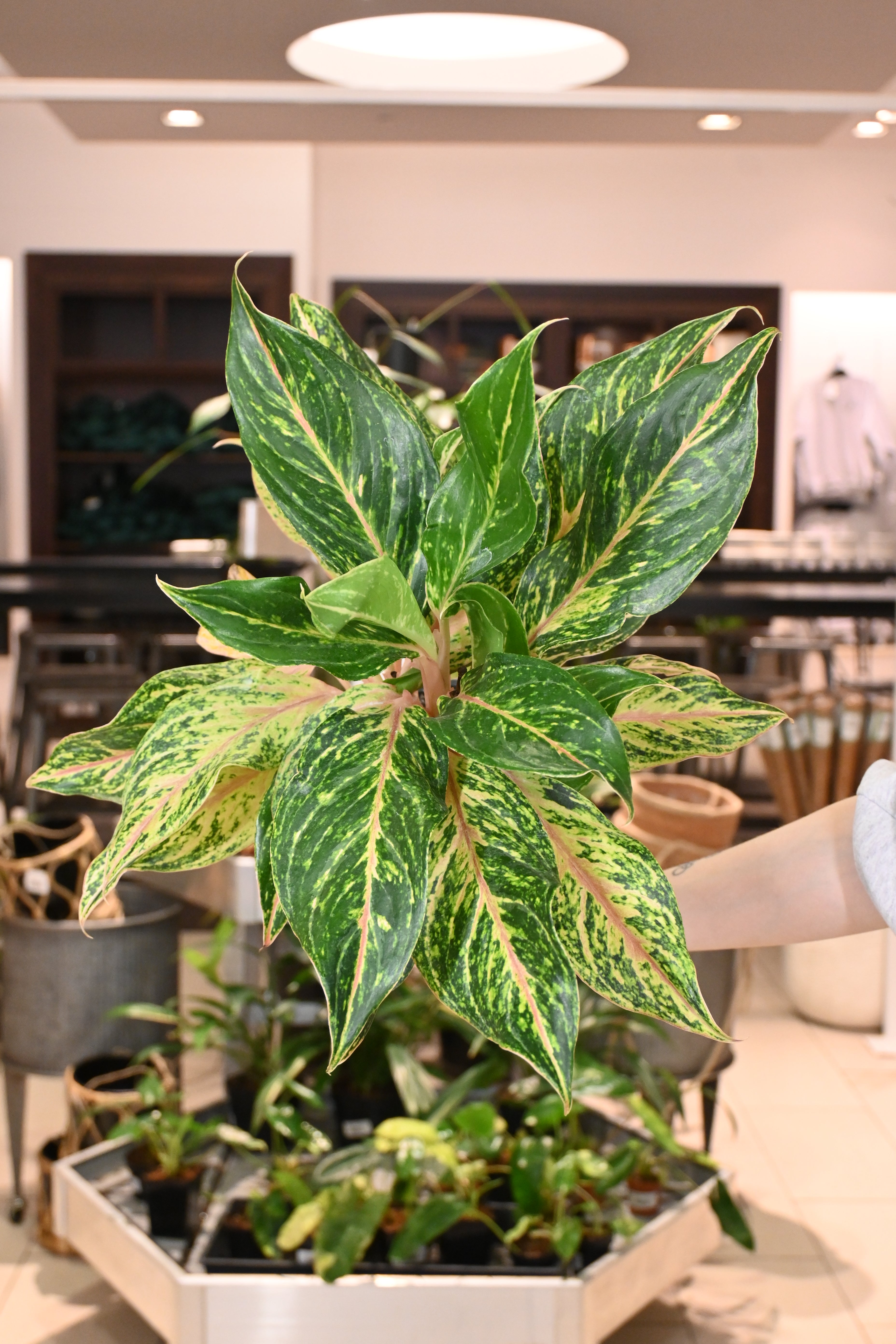 Aglaonema Sparkling Splash