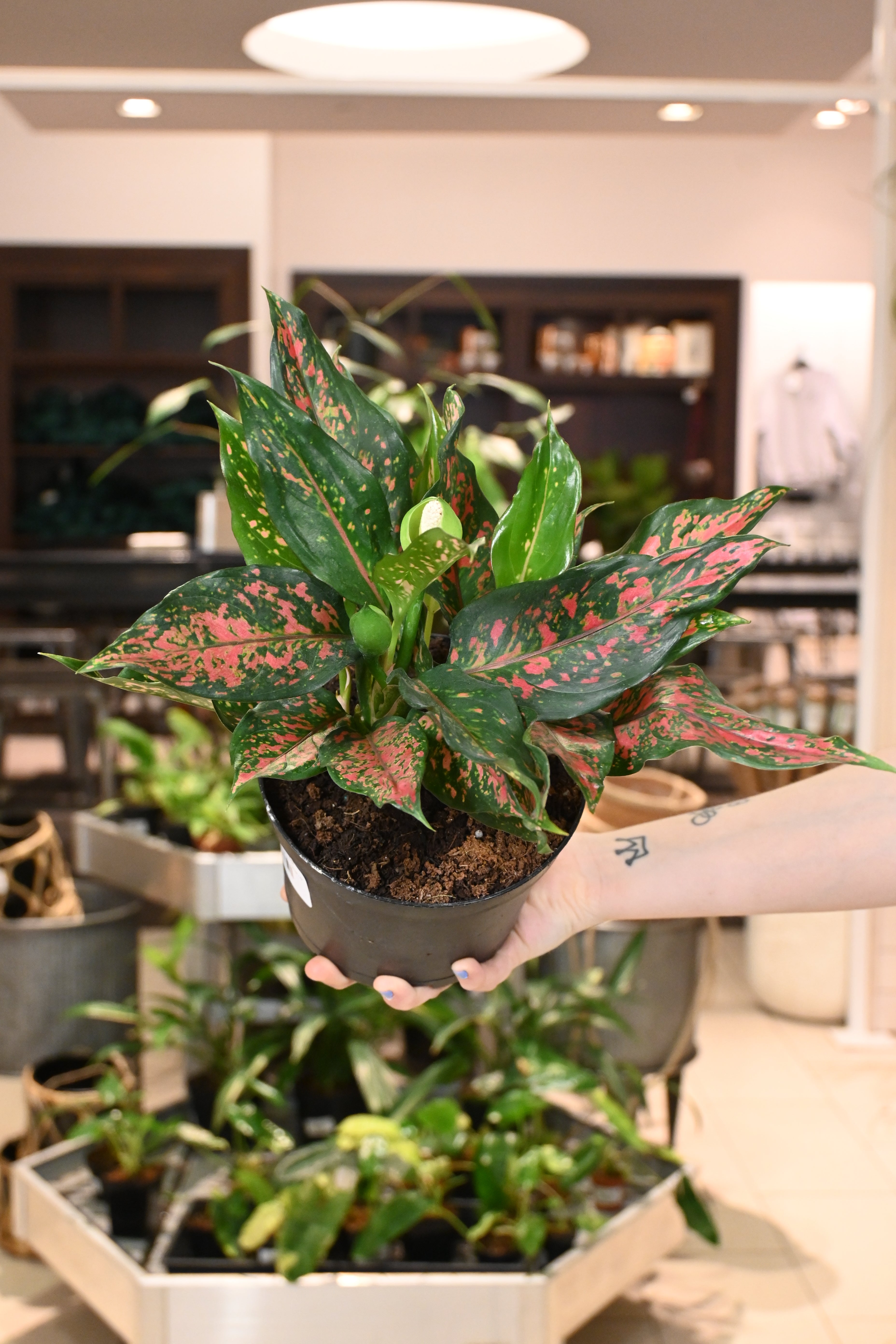 Aglaonema Narrow Spinel
