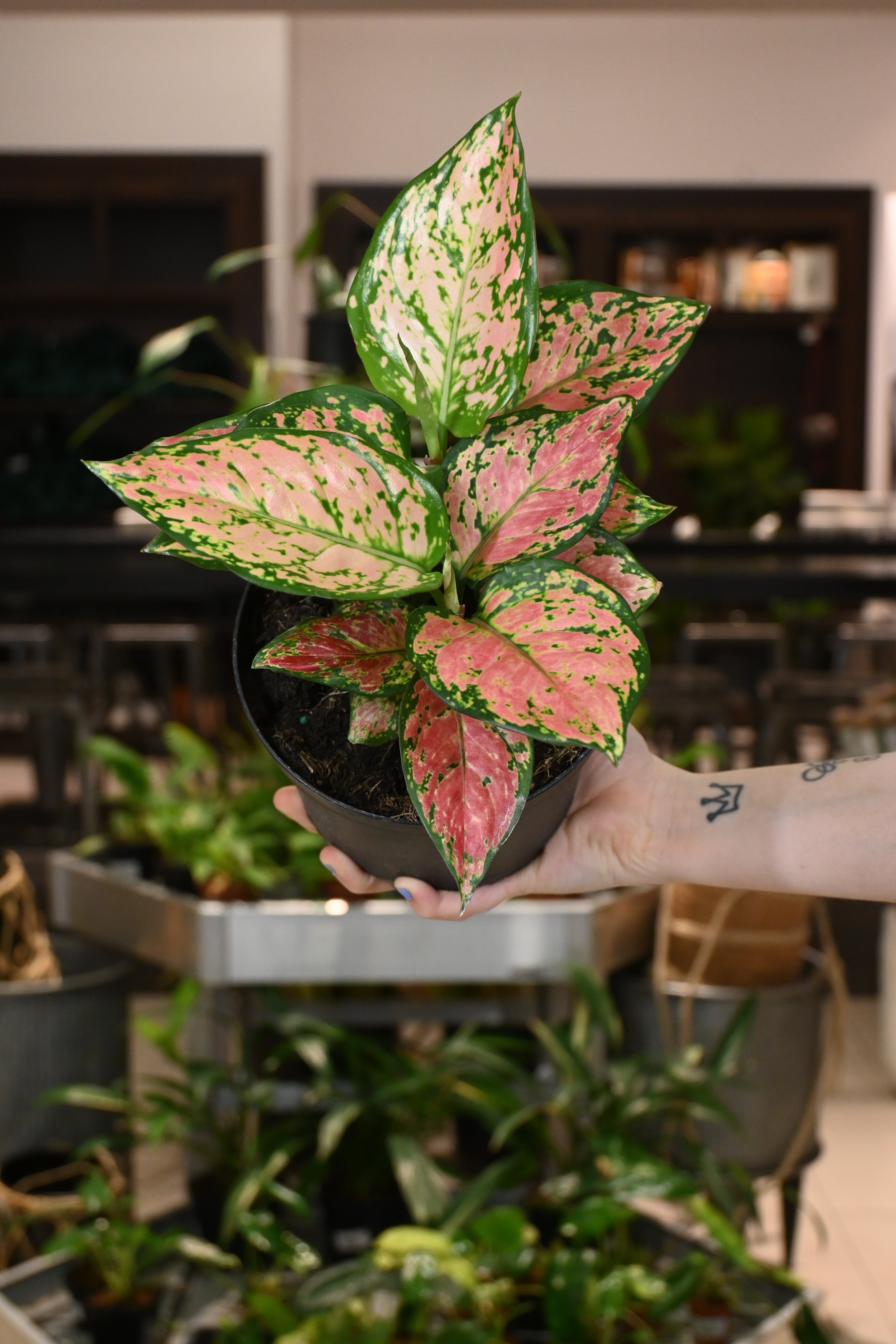 Aglaonema Very Red