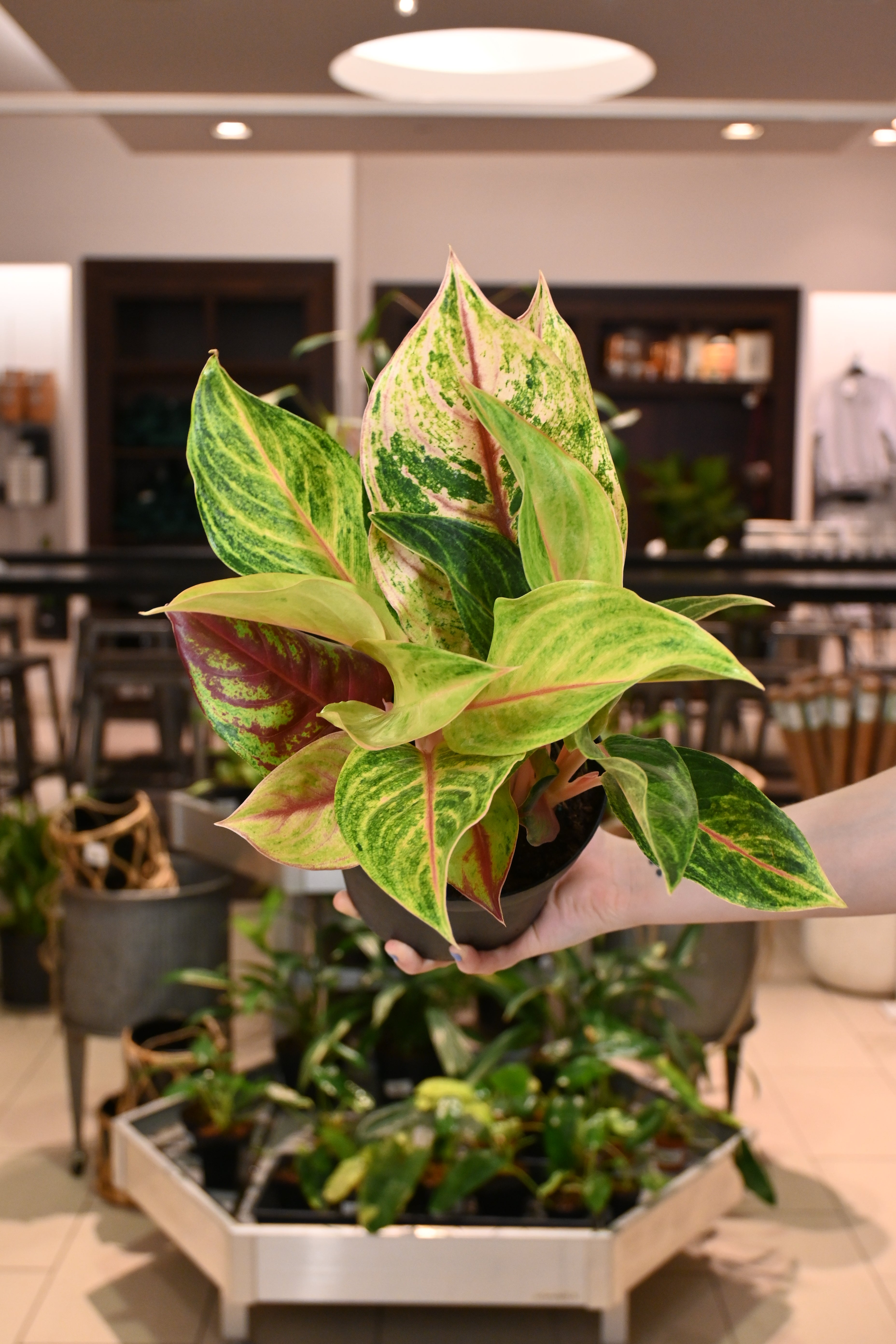 Aglaonema Golden Fluorite