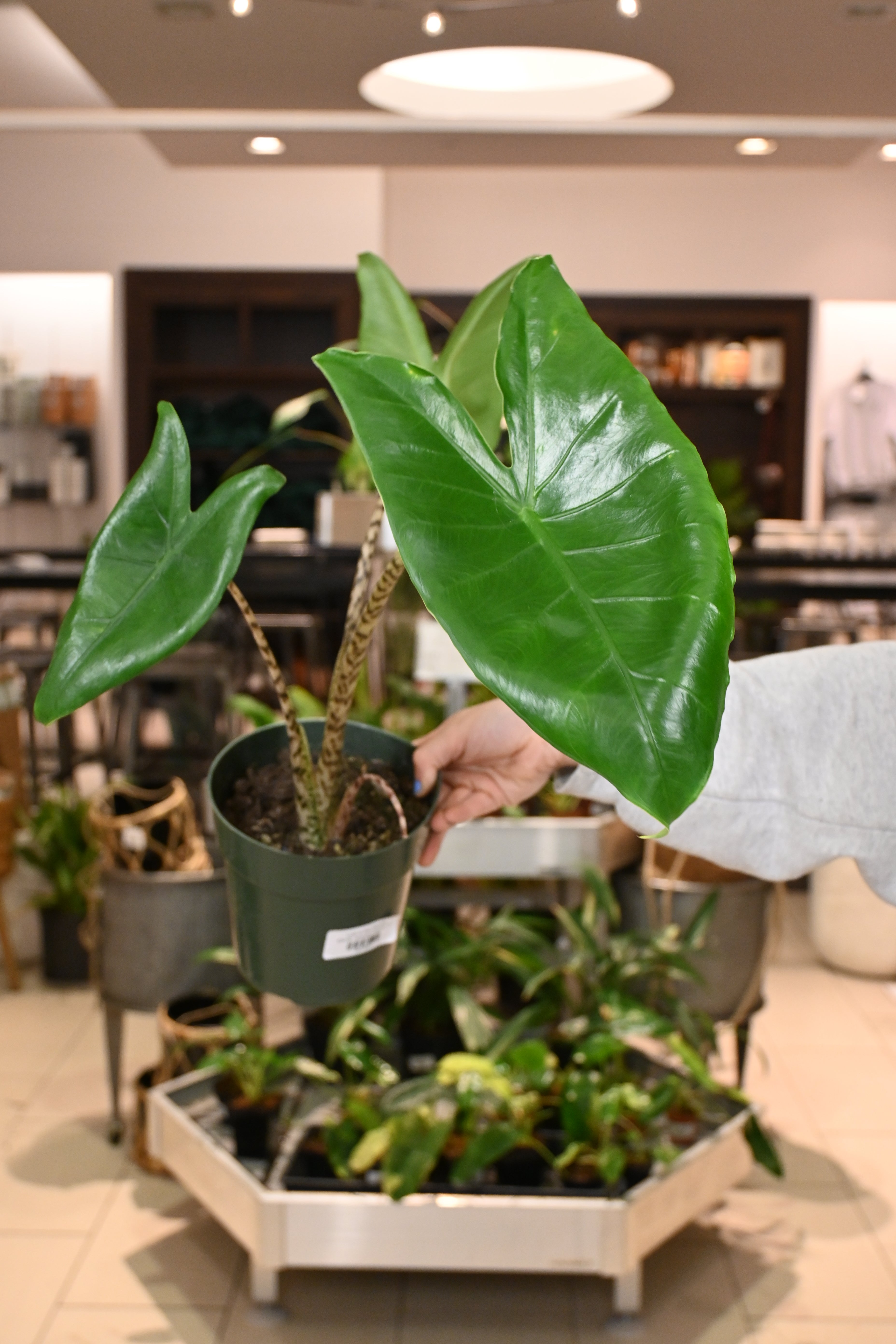monstera zebrina Alocasia Zebrina
