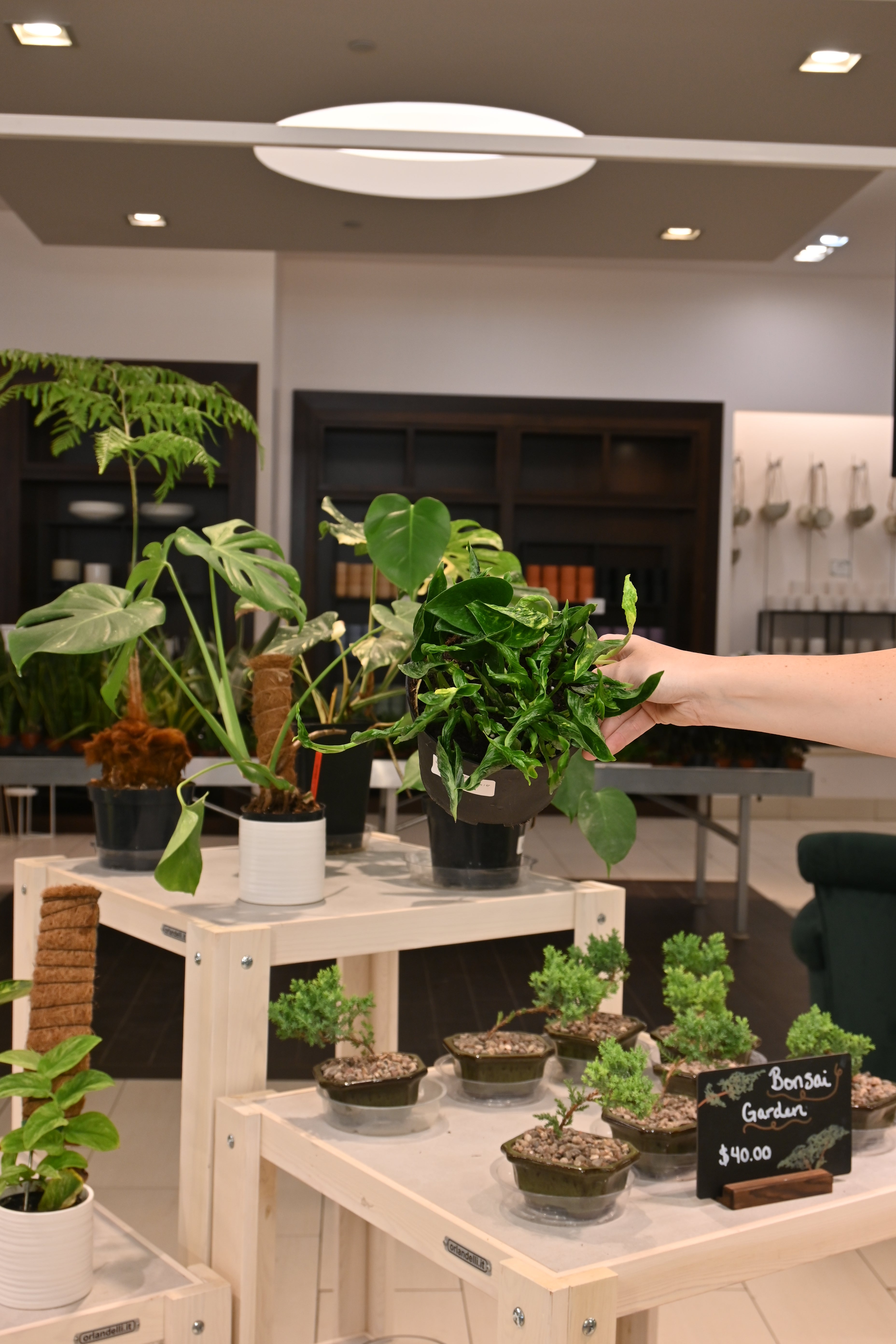 Shangri La Pothos
