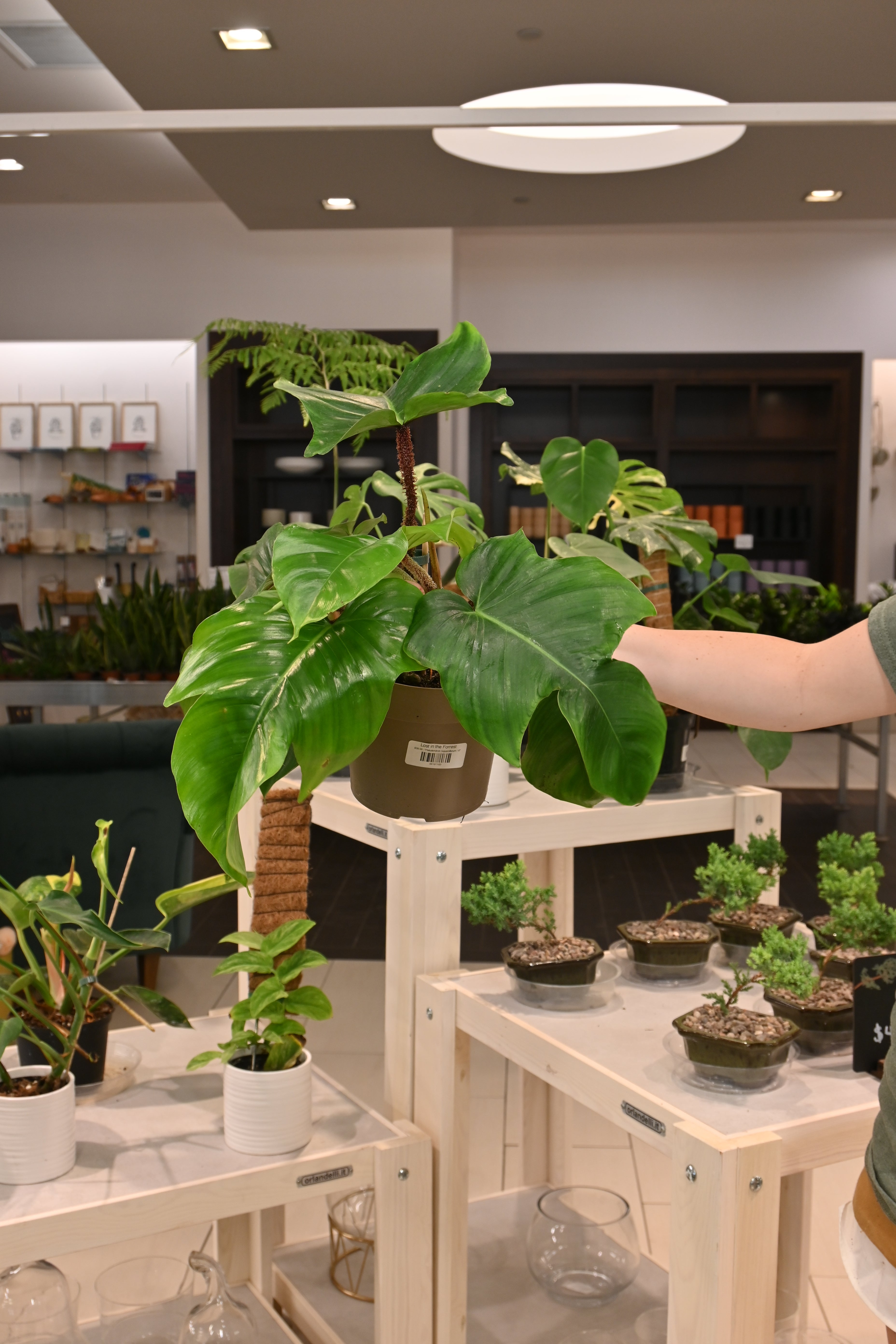 Philodendron Squamiferum