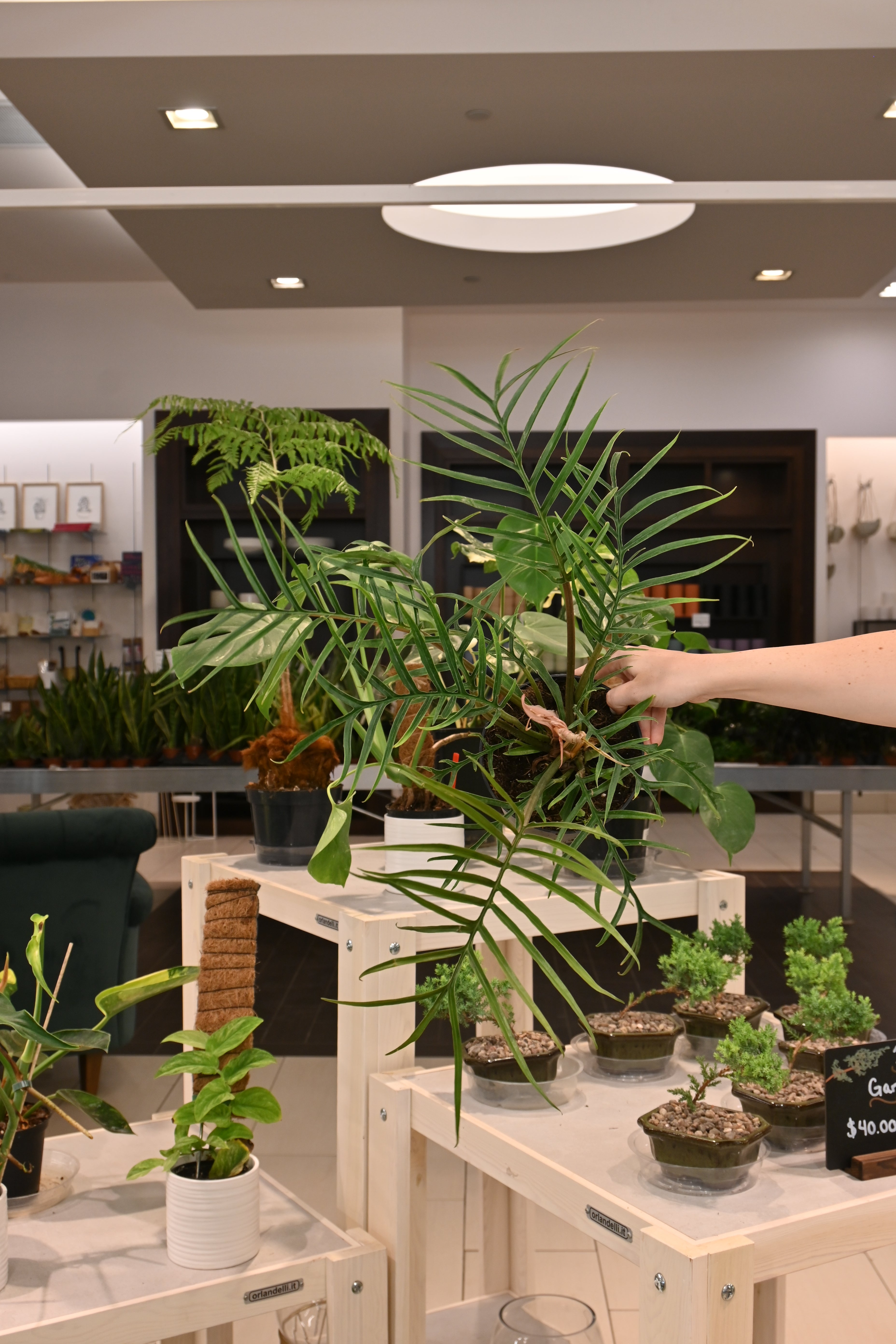 Philodendron Tortum