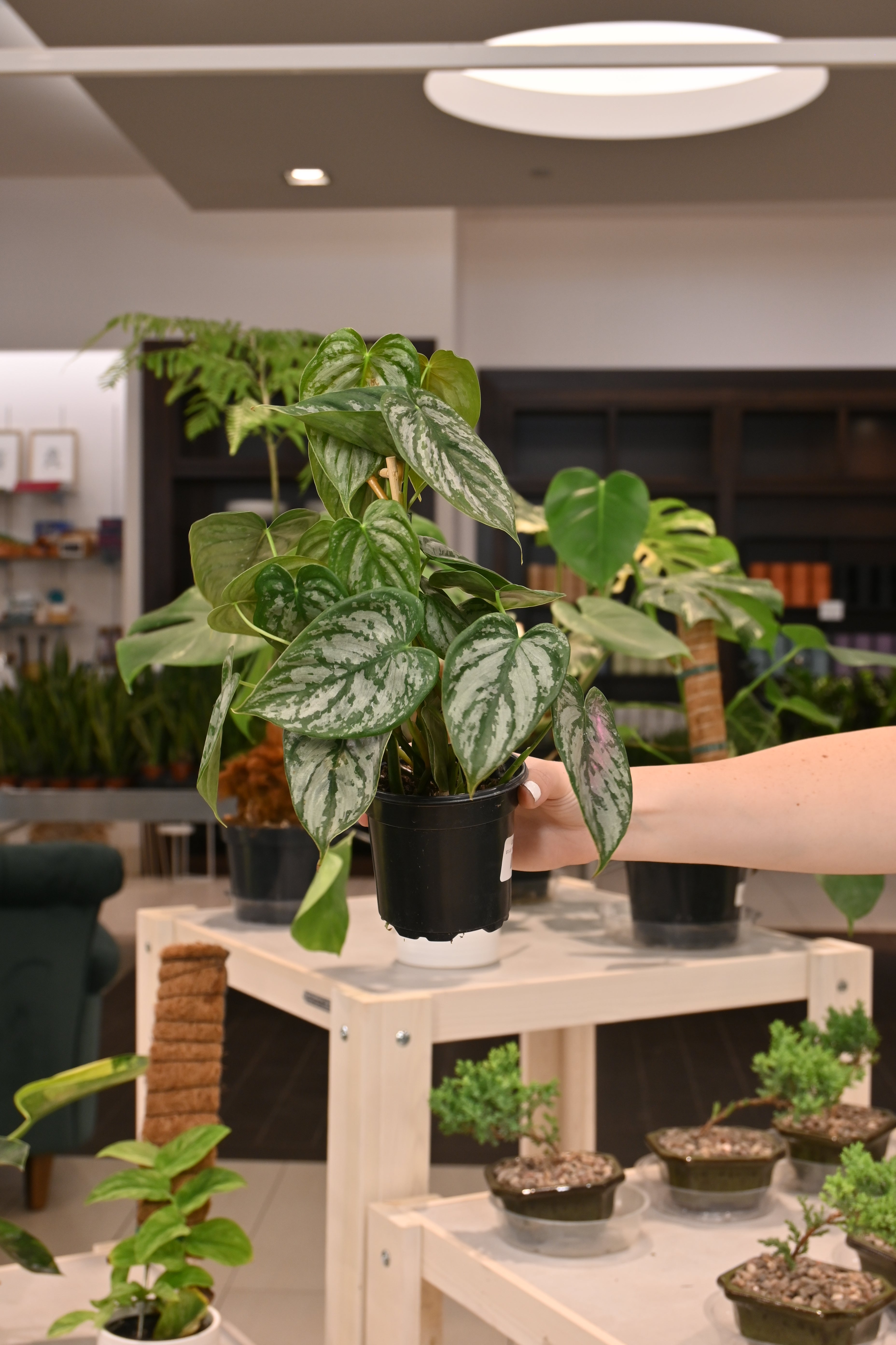 Philodendron Brandtianum