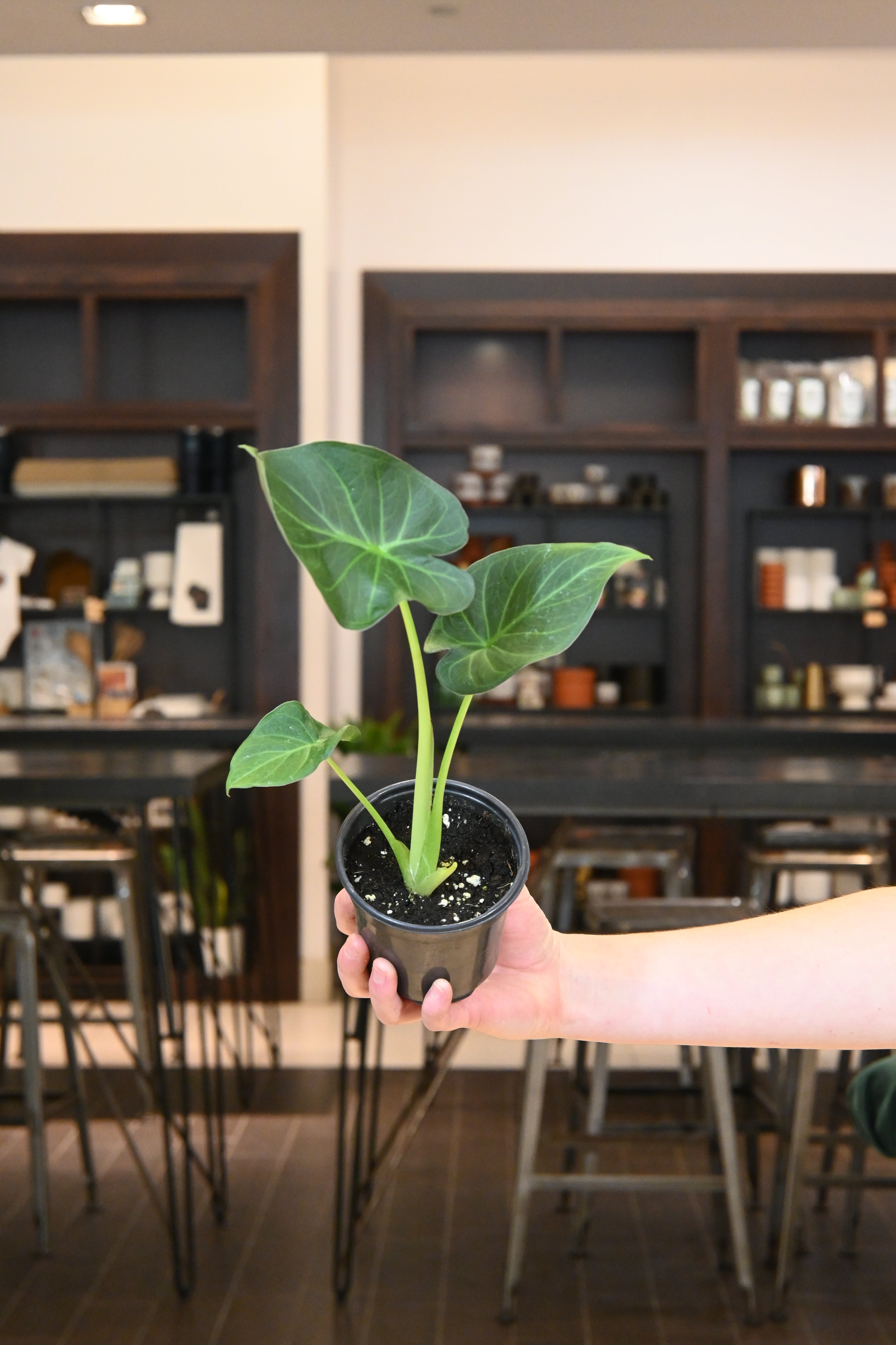 Alocasia Regal Shield