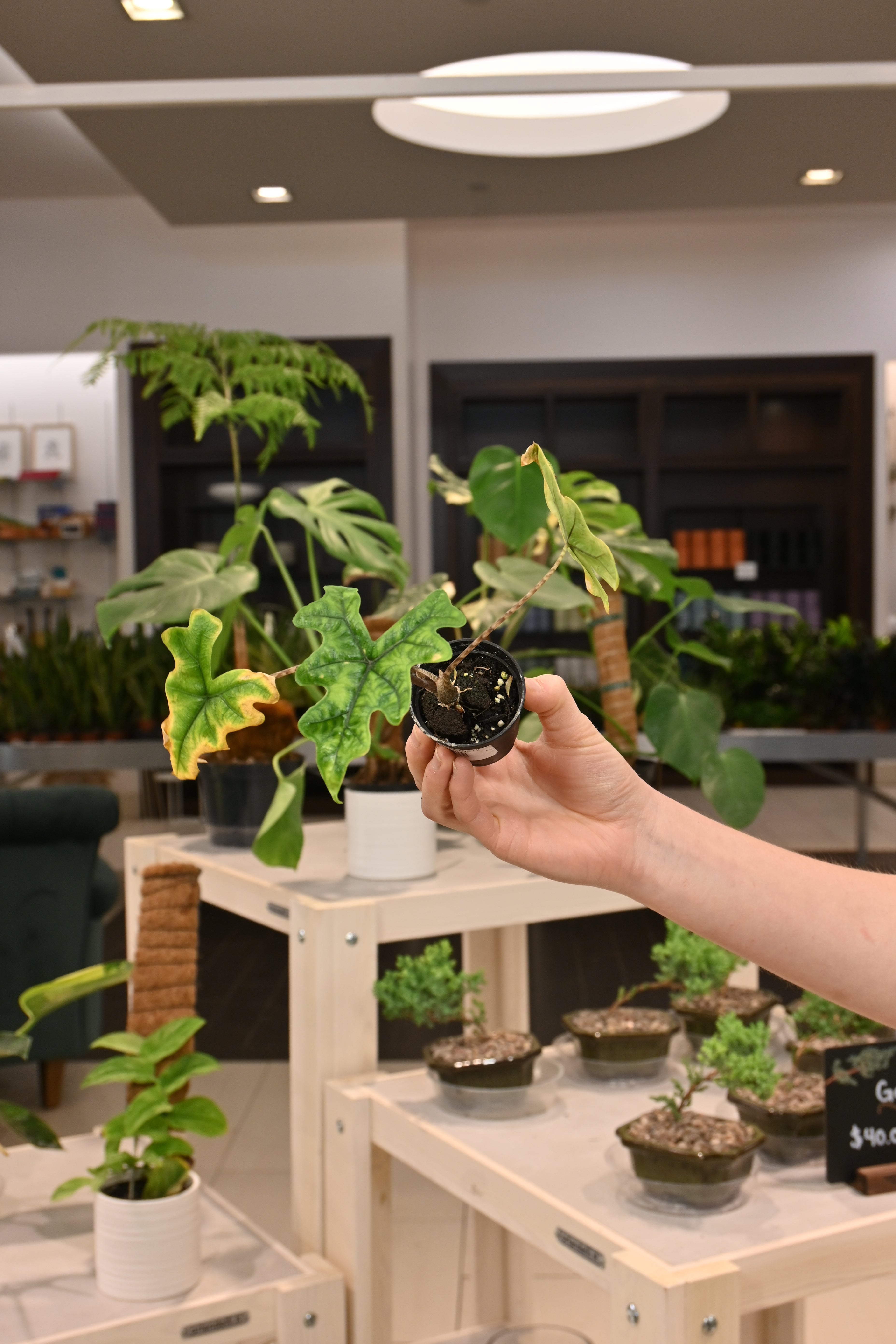 Alocasia Jacklyn