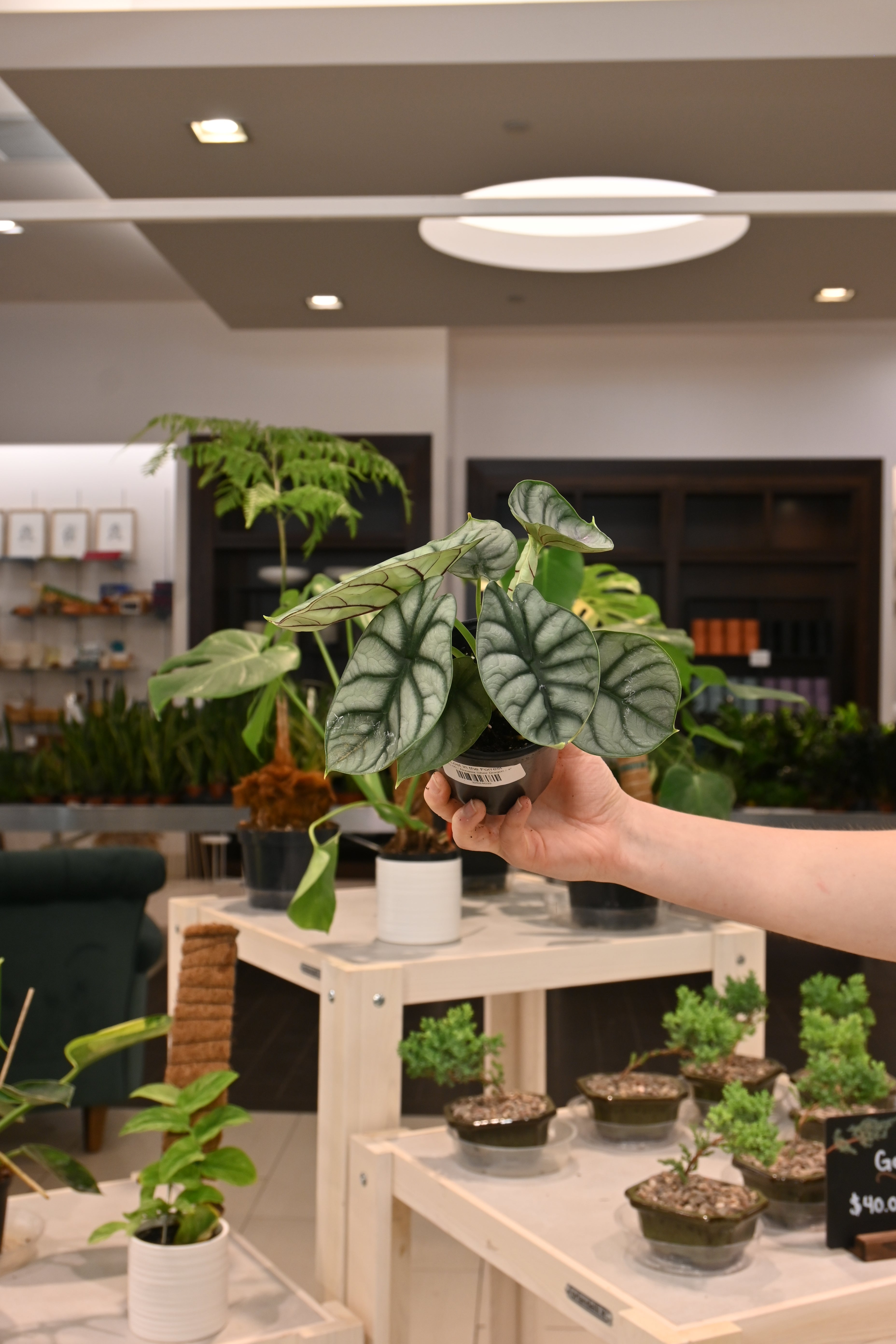 Alocasia Silver Dragon