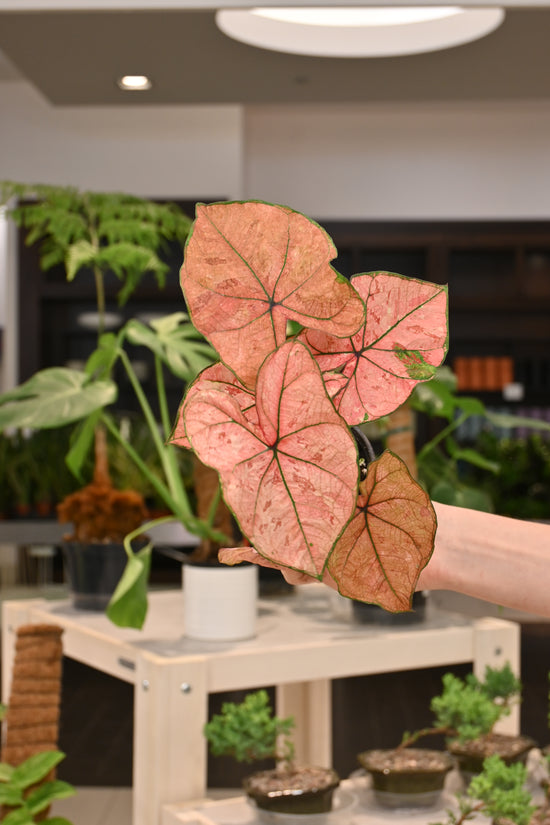 Caladium Scarlet
