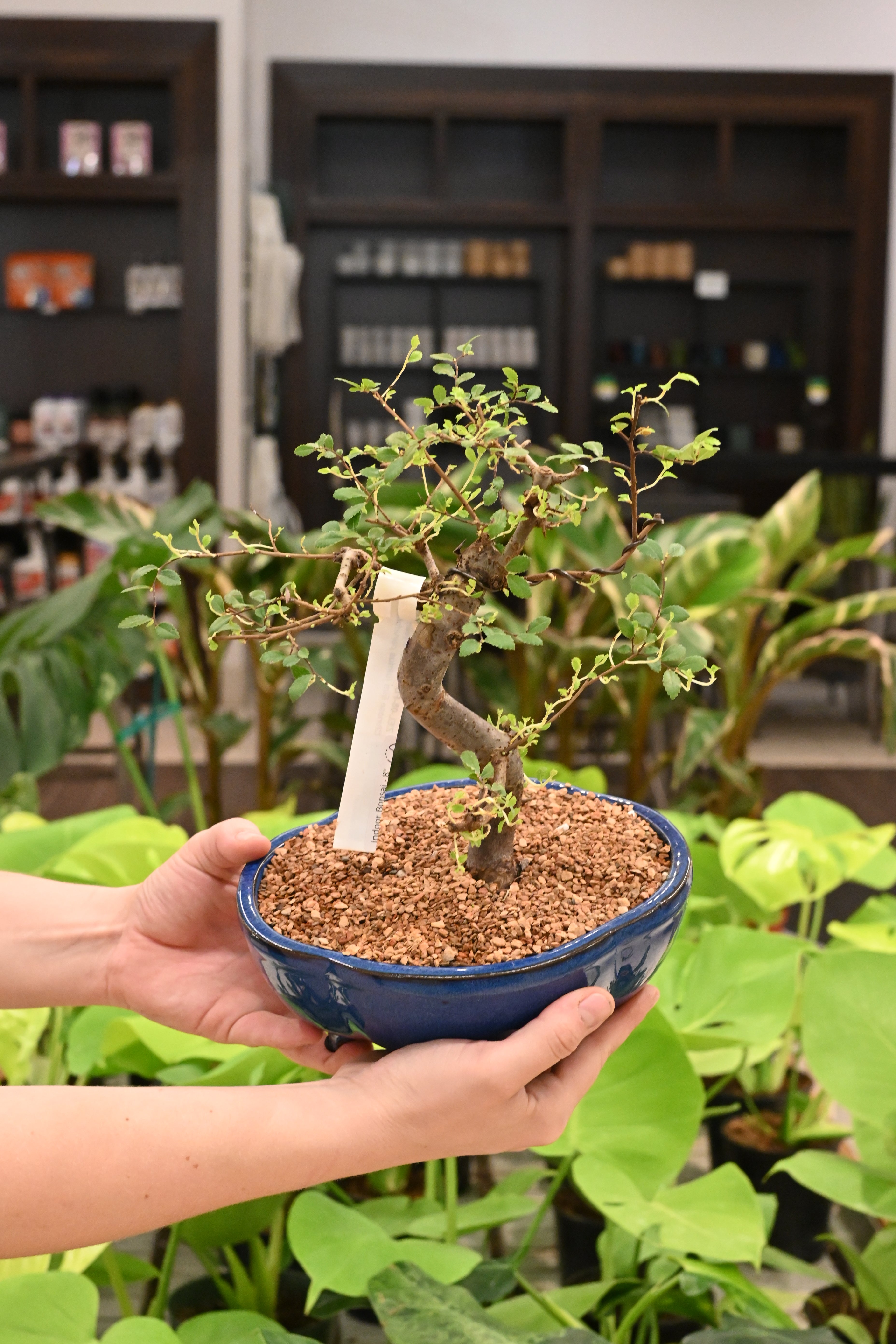 Indoor Bonsai