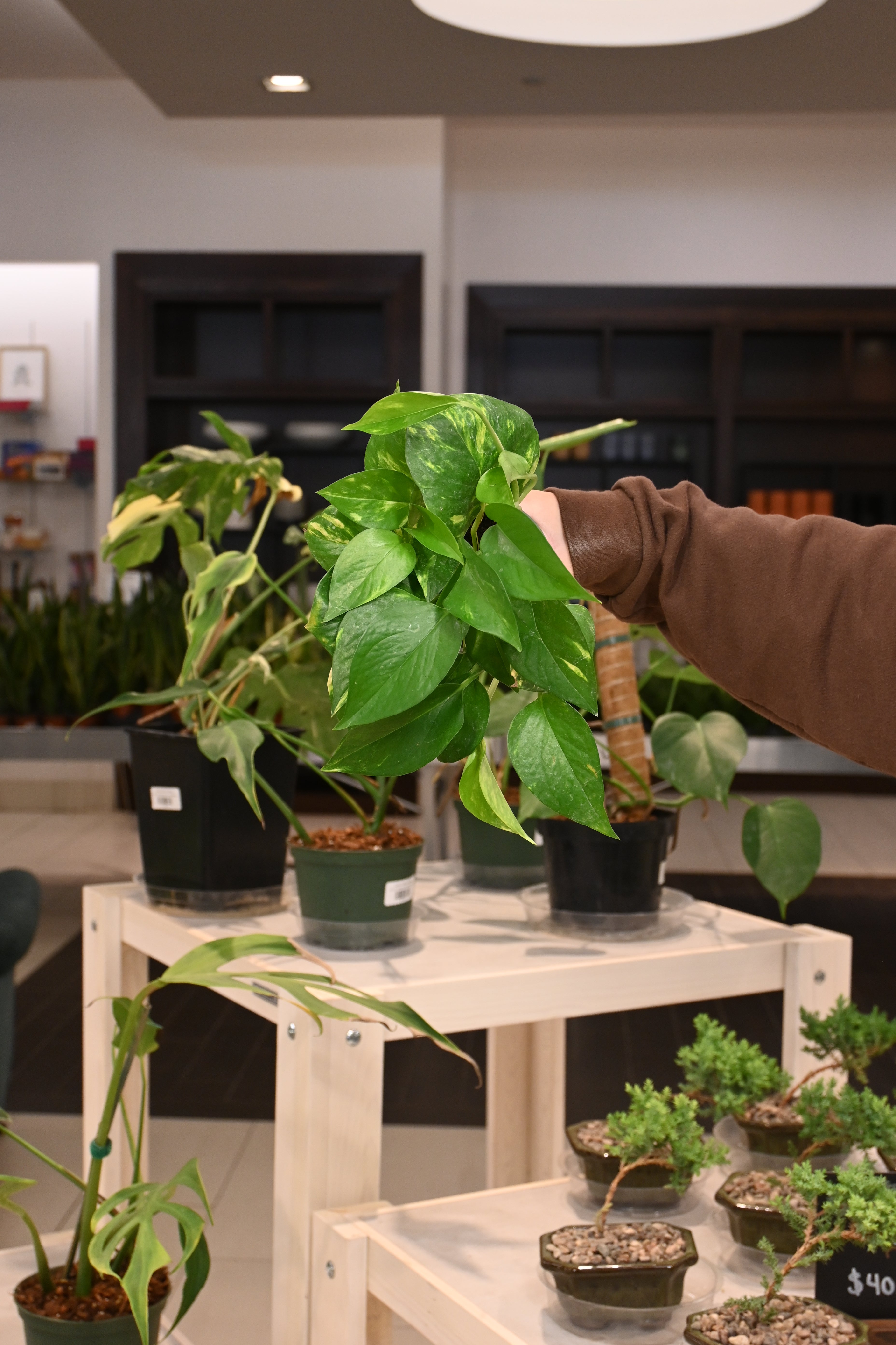 Golden Pothos