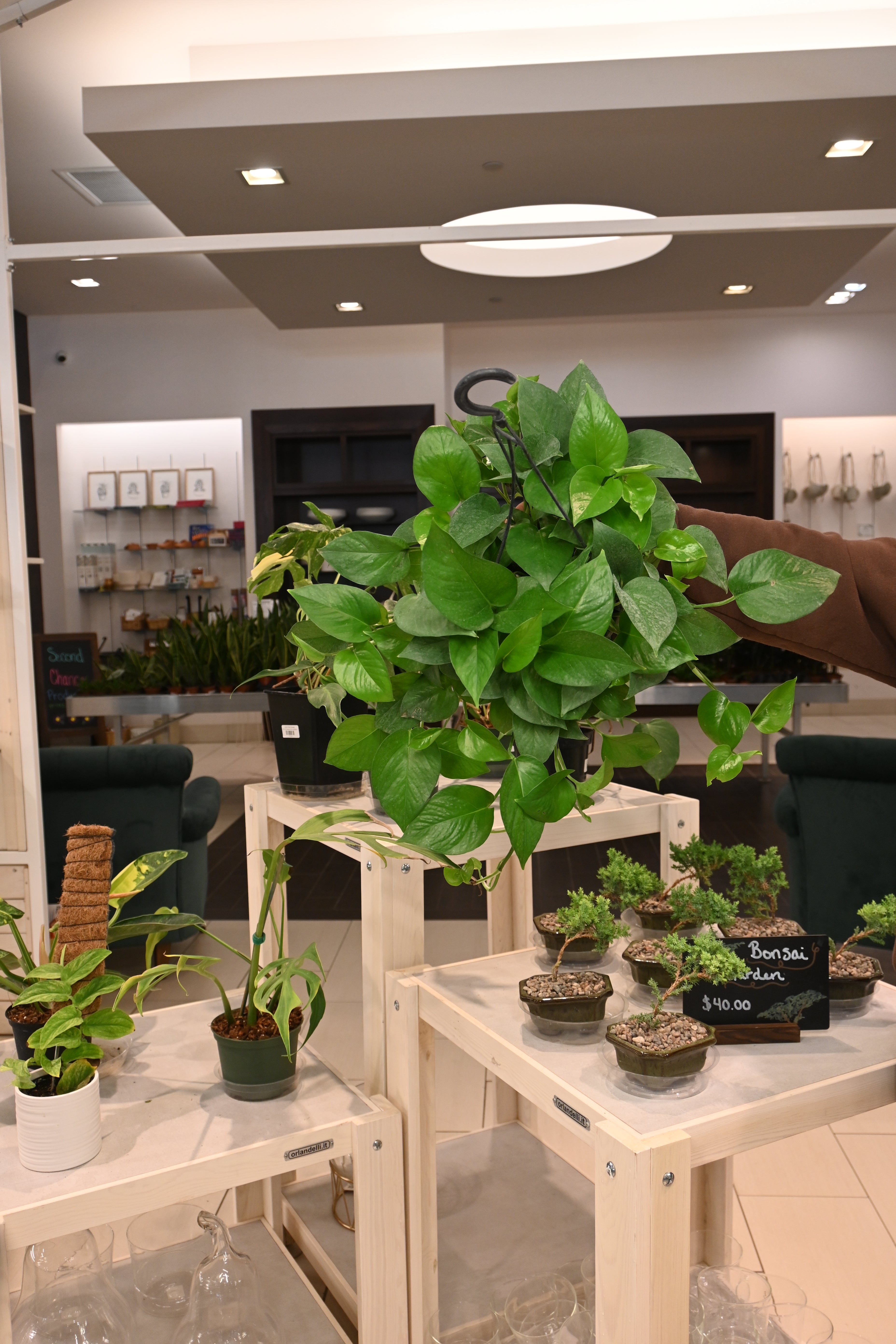 Jade Pothos