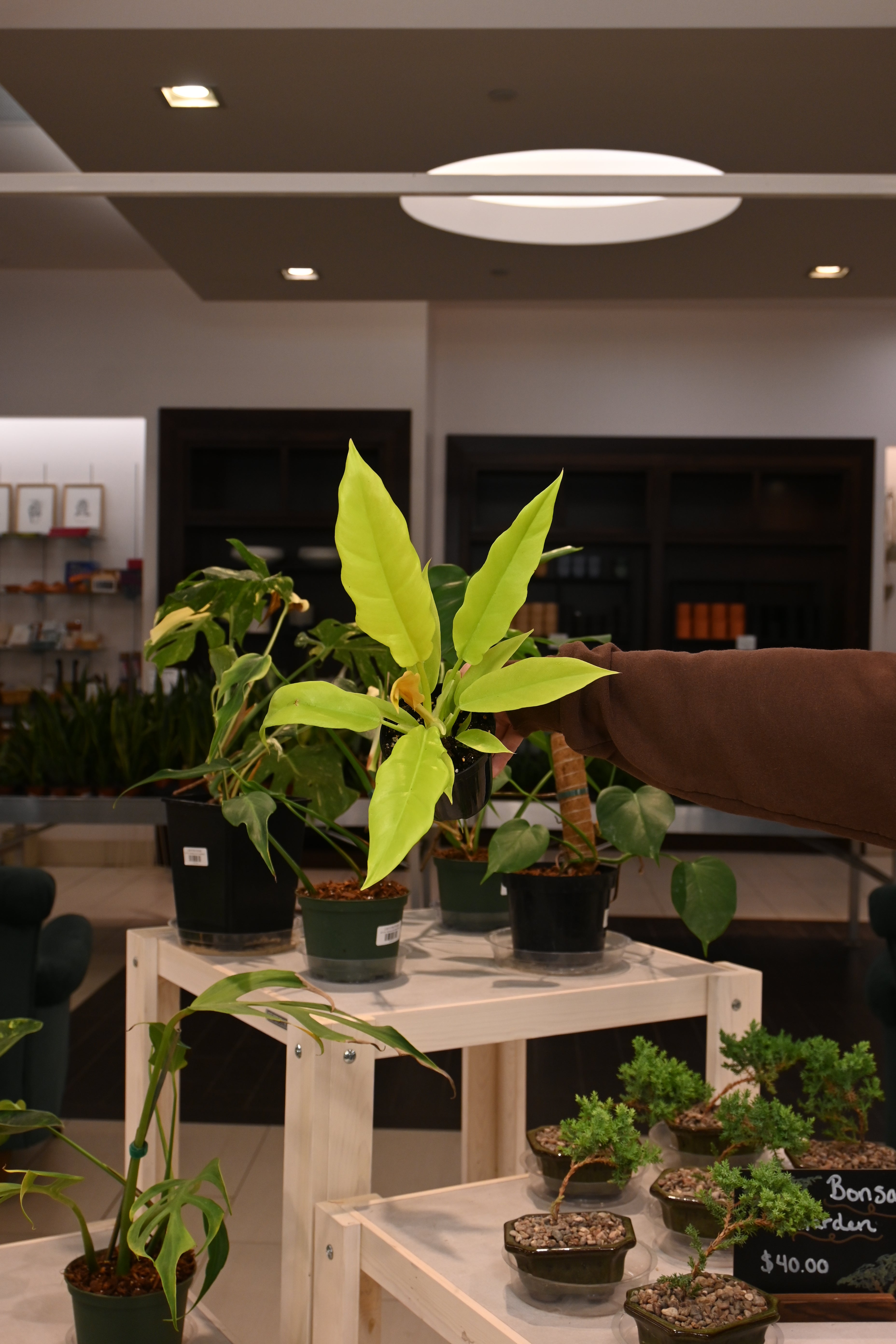 Philodendron Golden Crocodile