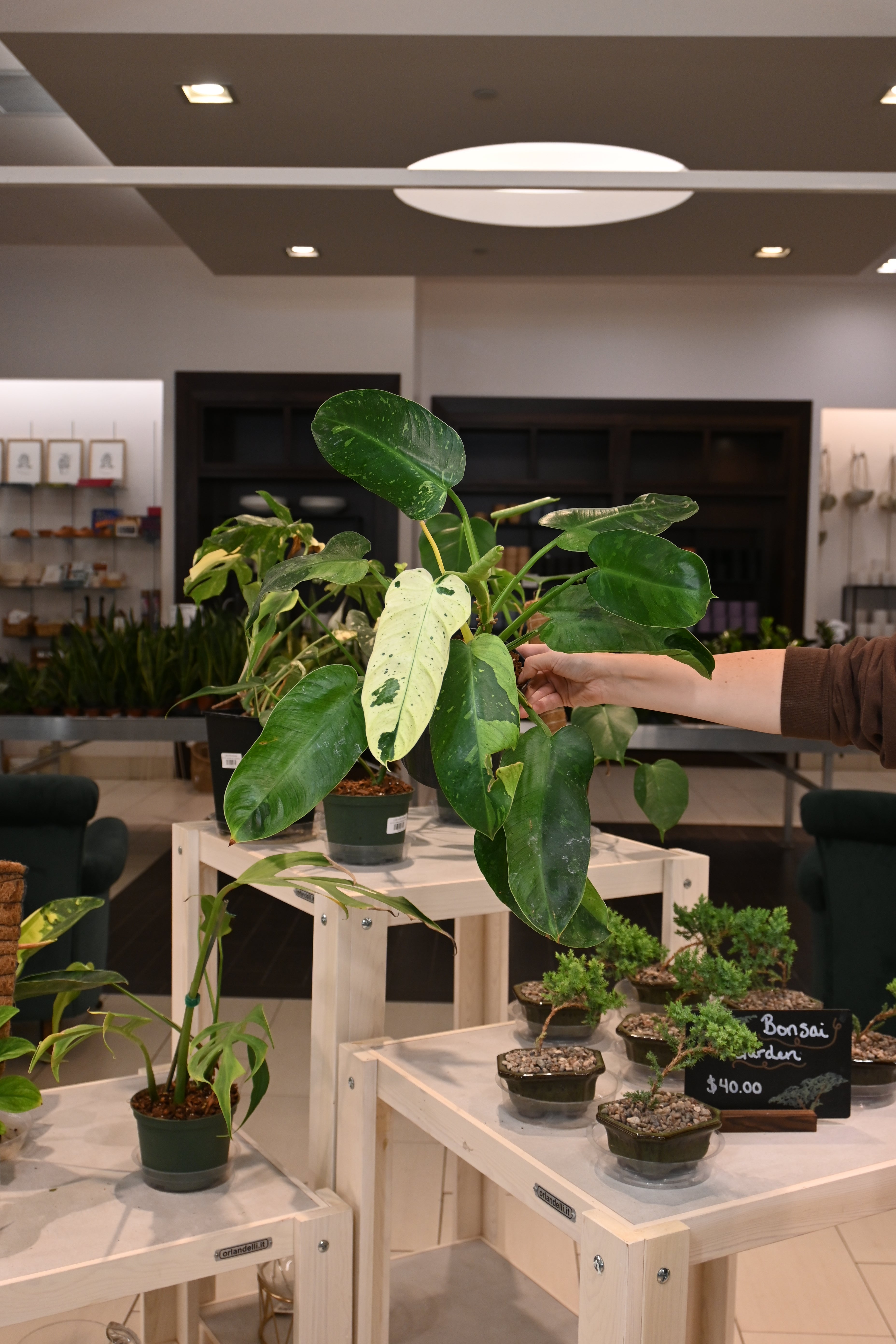 Philodendron Jose Buono