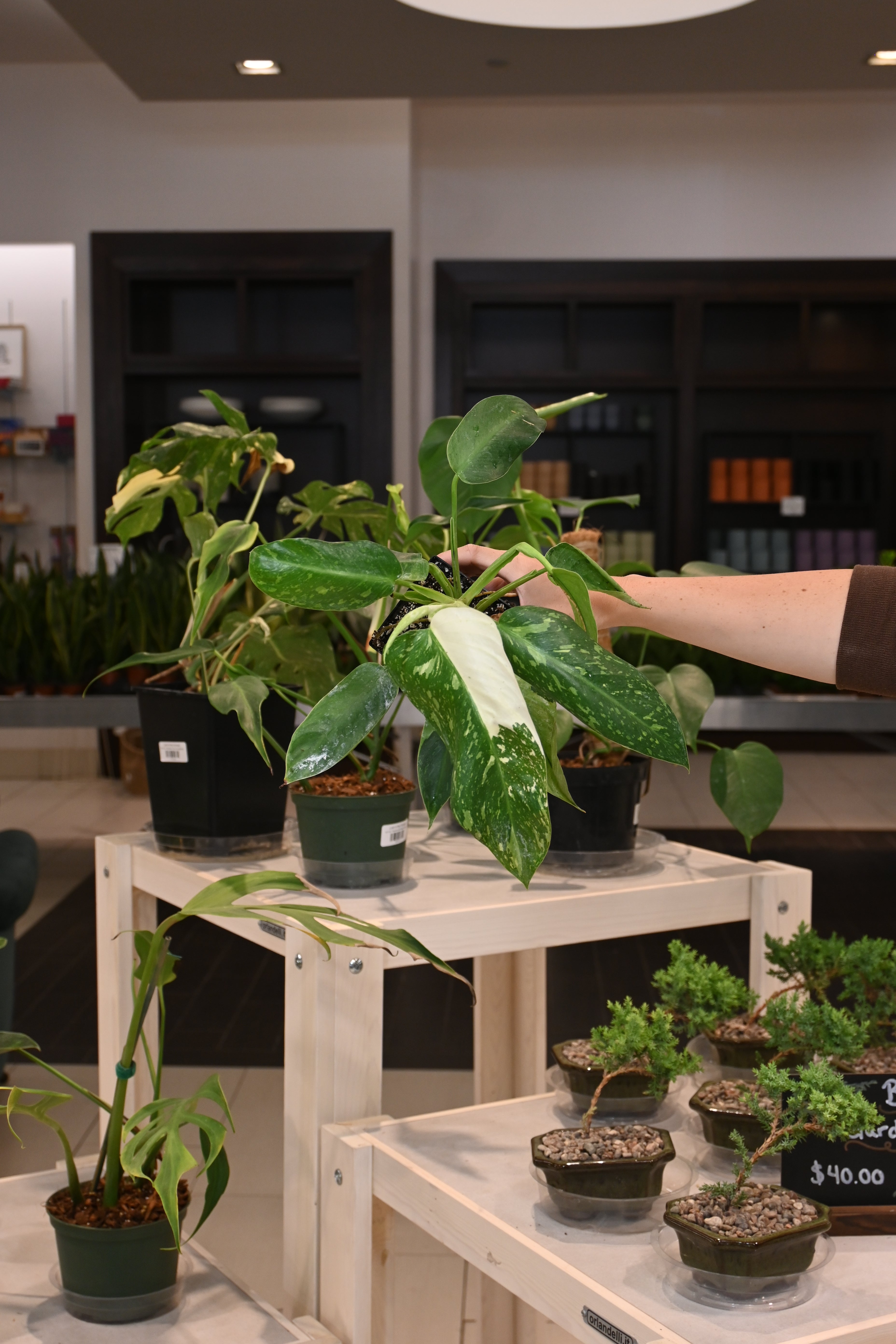 Philodendron Jose Buono