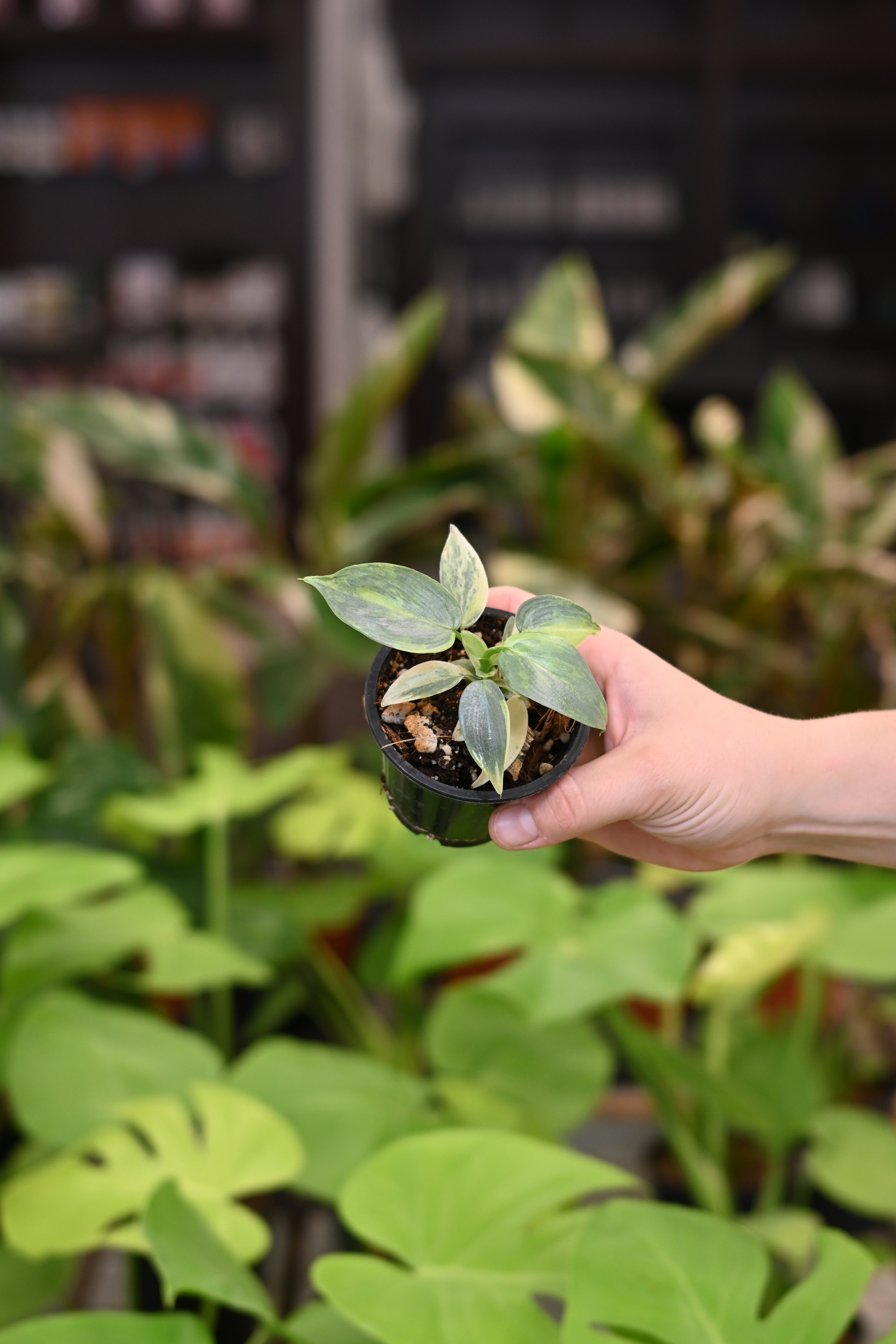 Philodendron Variegated Silver Sword