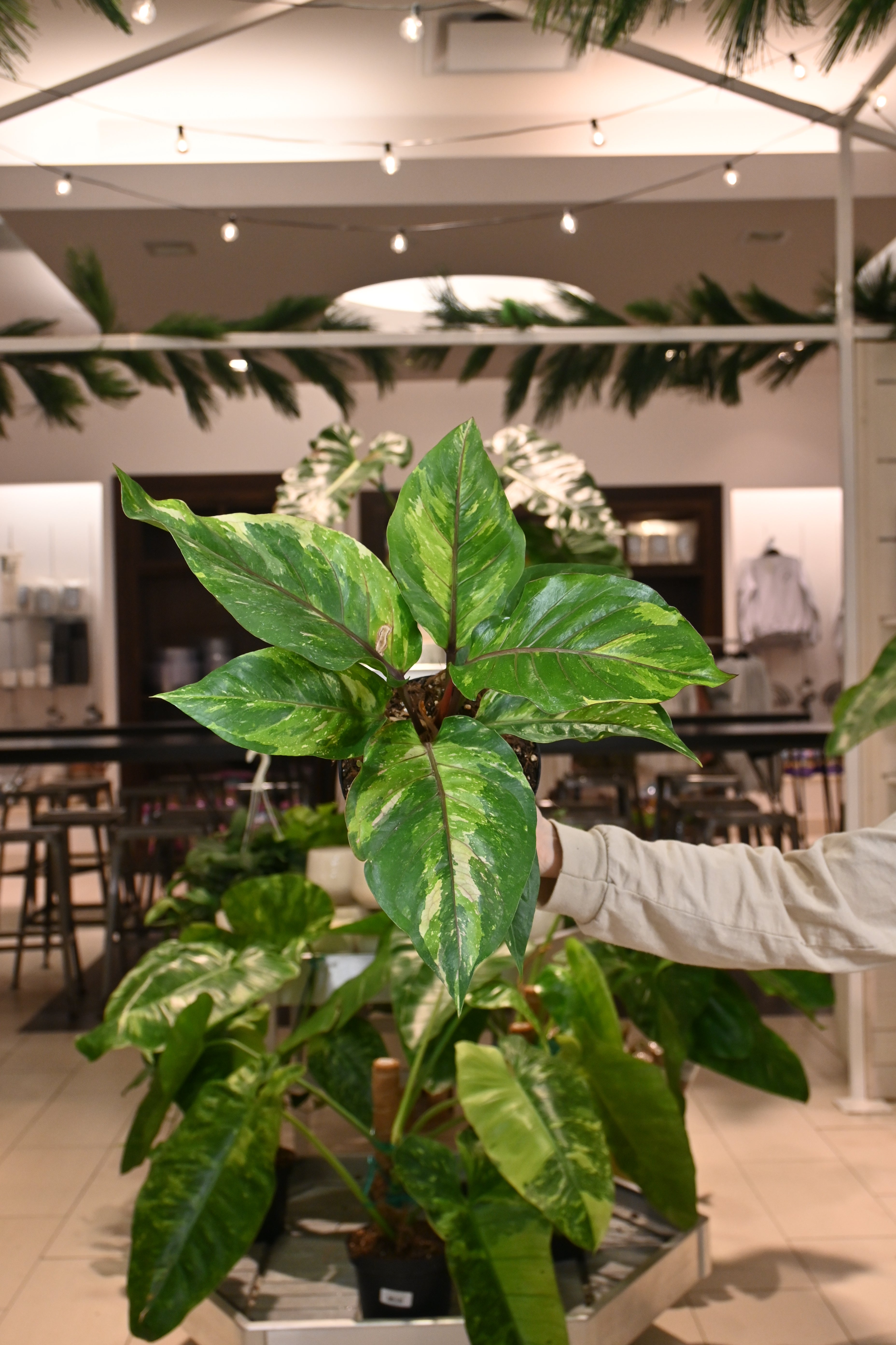 anthurium renaissance Anthurium Renaissance – Lost in the Forrest