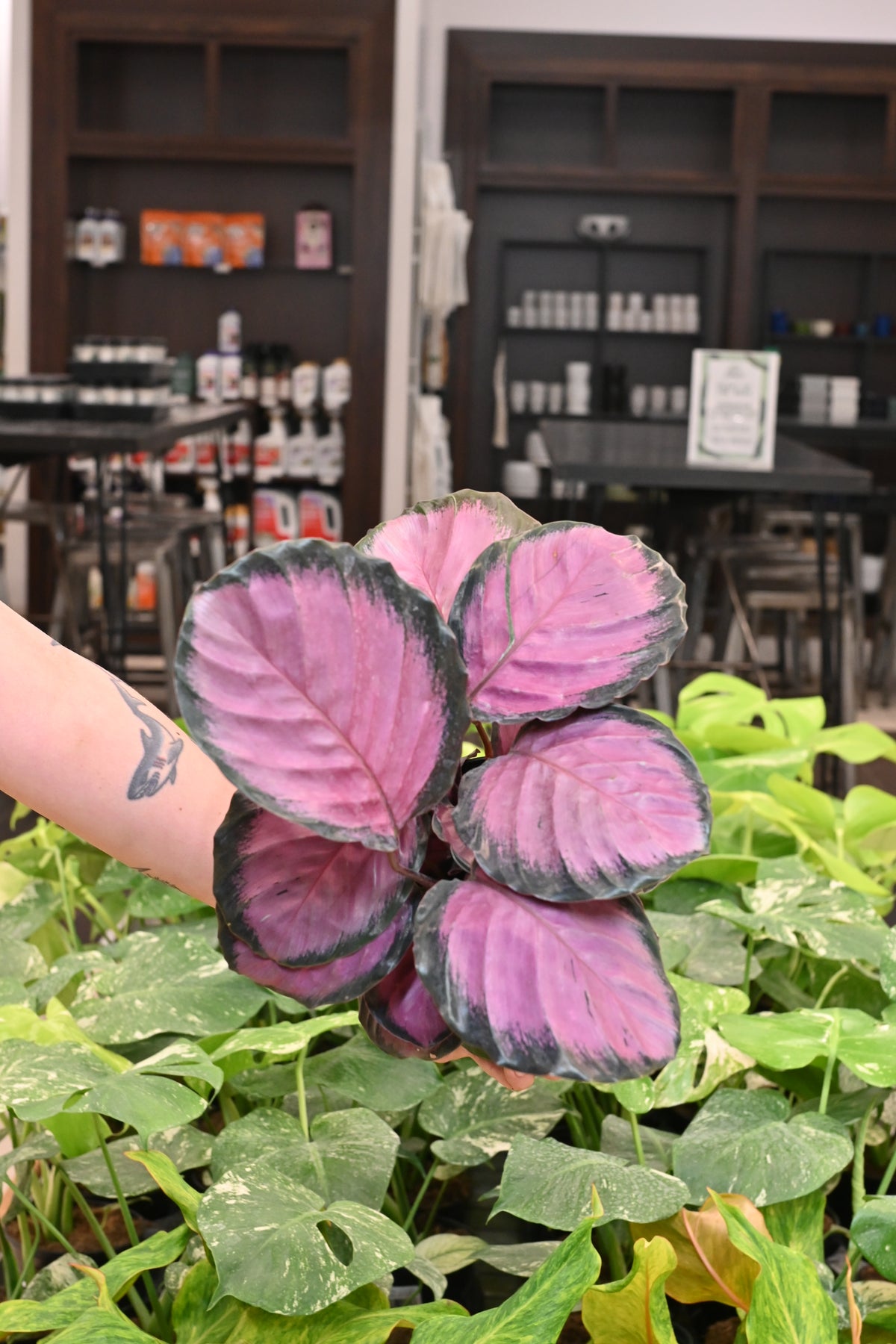 Calathea Pink Star