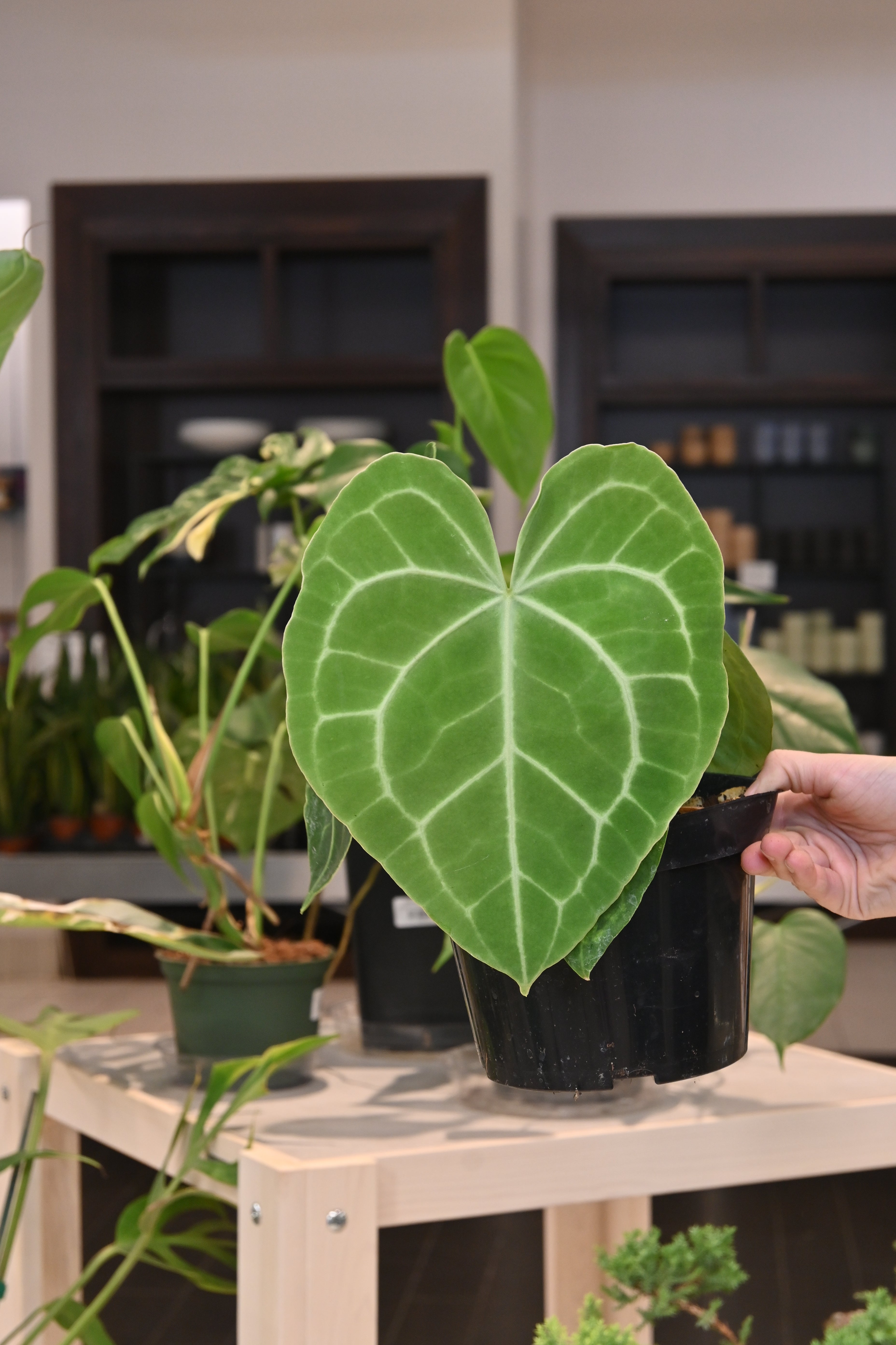 anthurium clarinervium for sale us Anthurium Clarinervium Hybrids – Lost in the Forrest