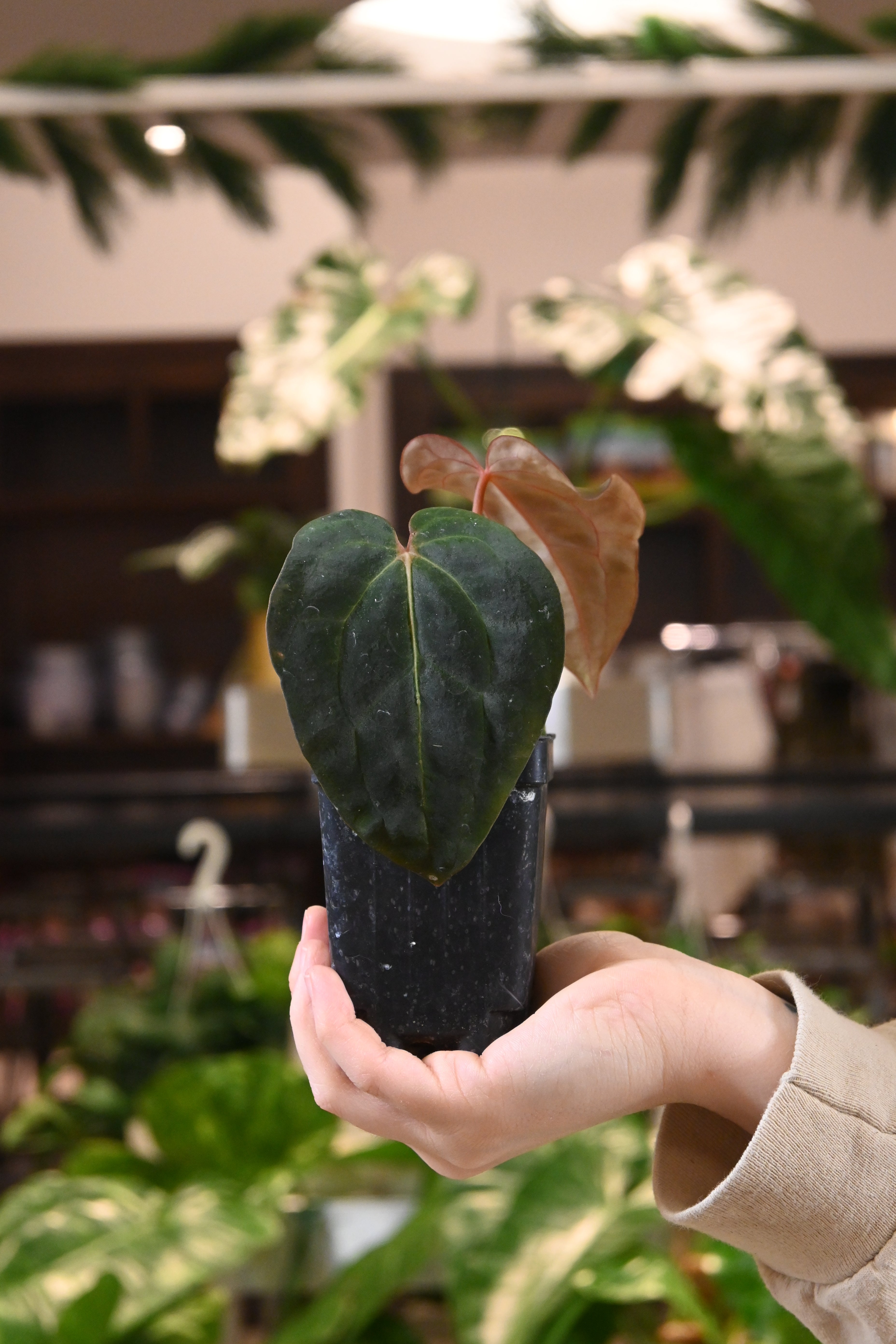 anthurium bvep Anthurium Carlablackiae x BVEP