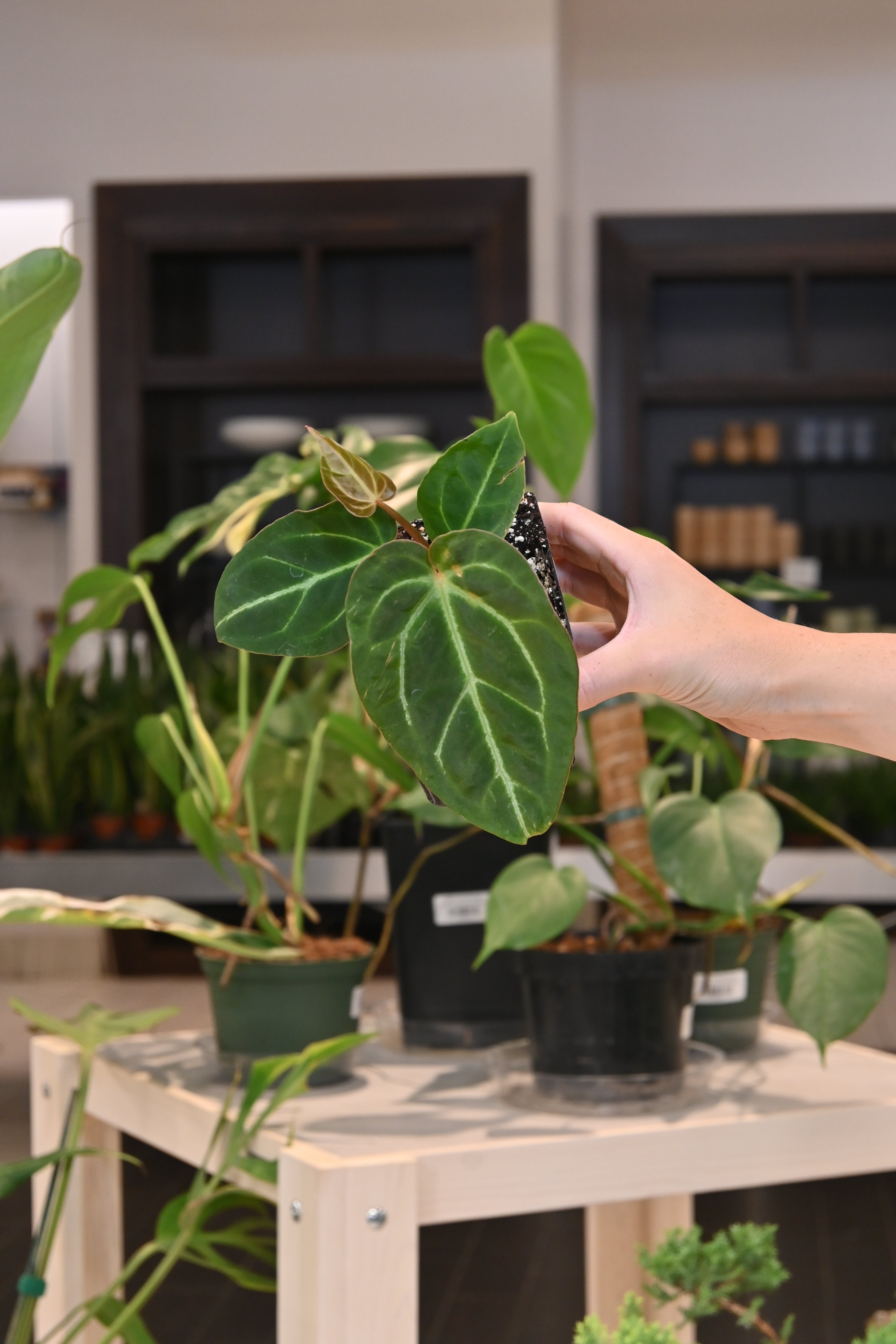 anthurium pallidiflorum forgetii Anthurium Papillilaminum x Forgetii – Lost in the Forrest