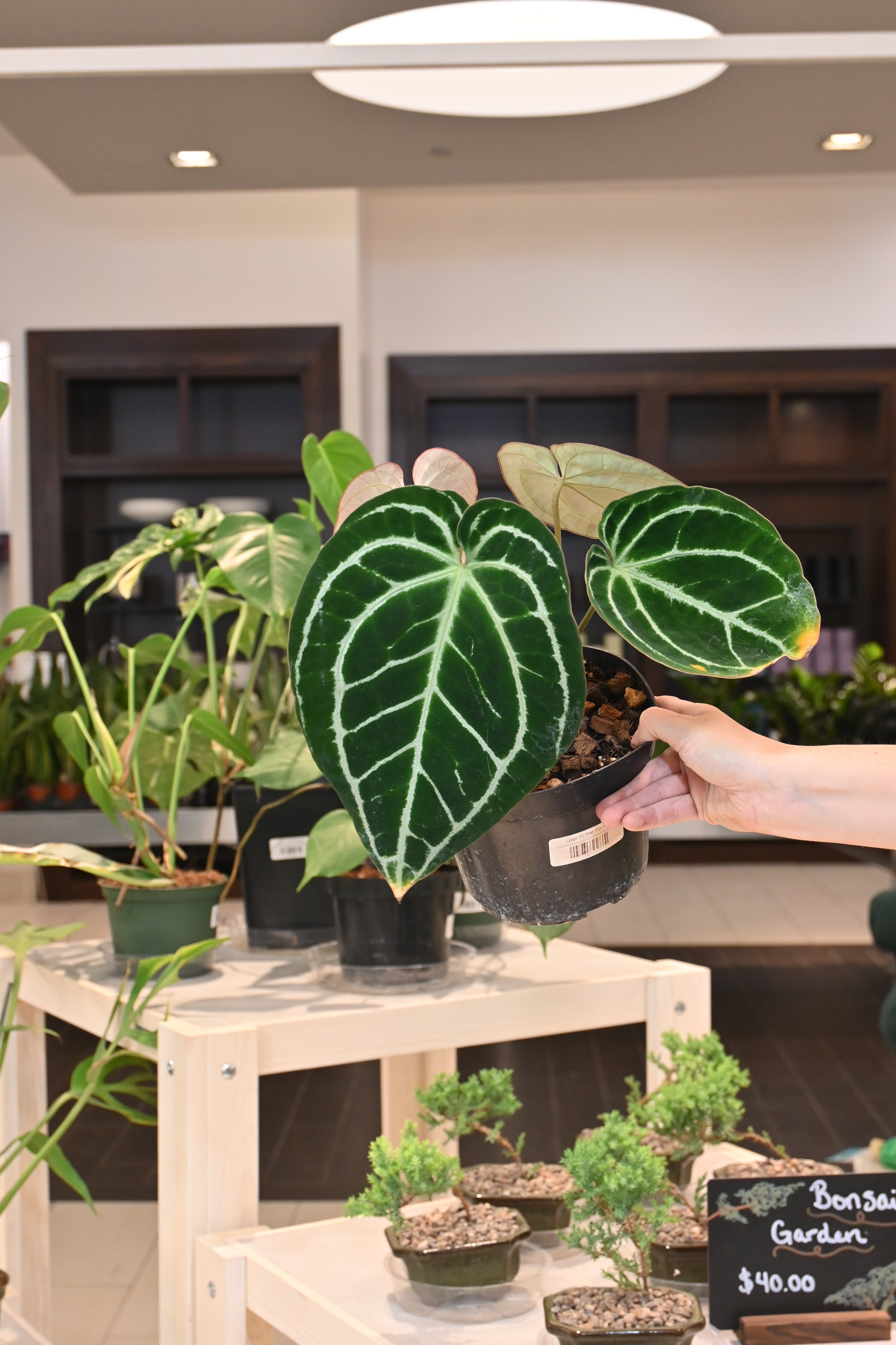 anthurium salsa Anthurium Crystallinum Minahasa