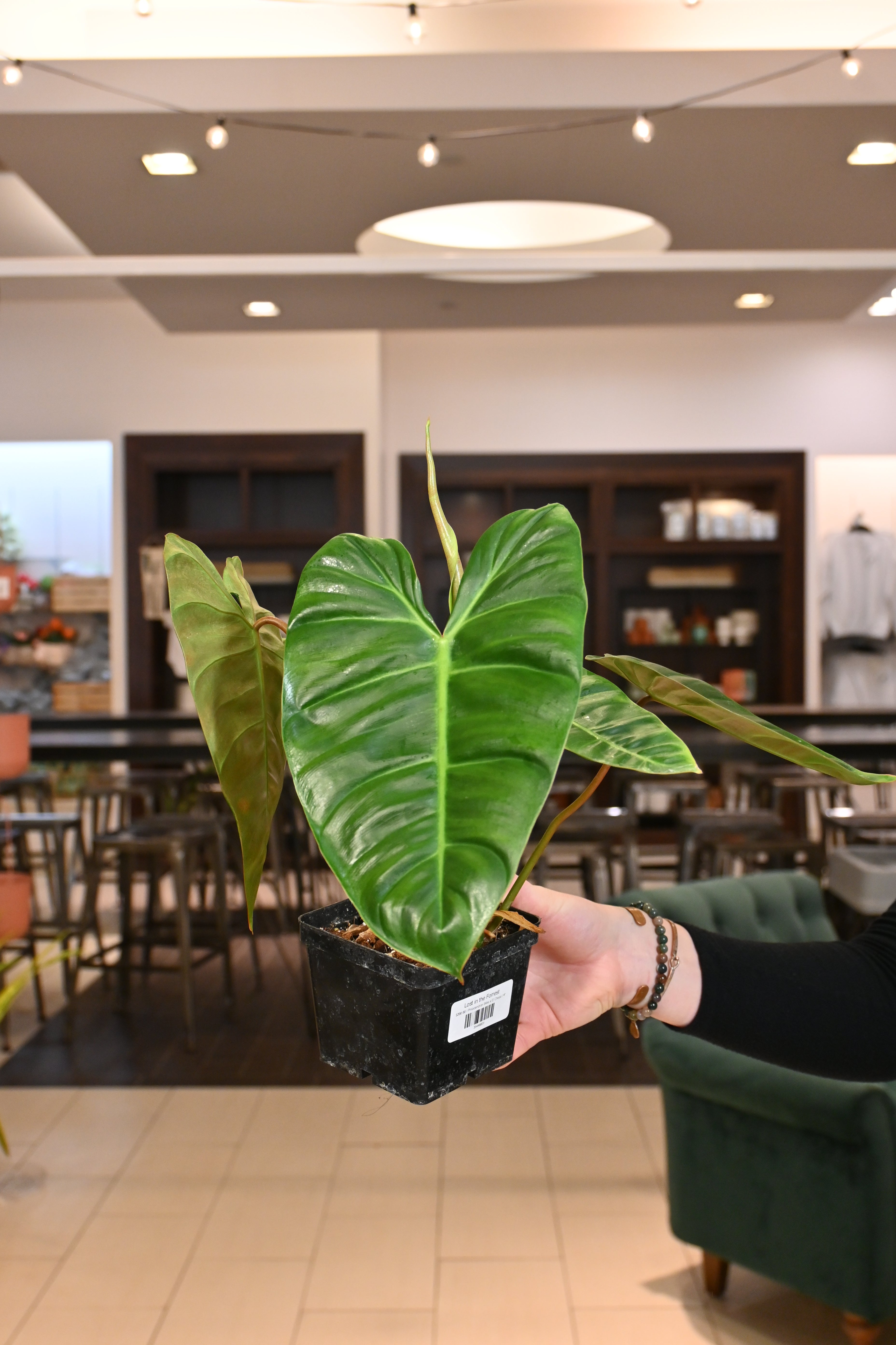 choco philodendron Philodendron Billie x El Choco