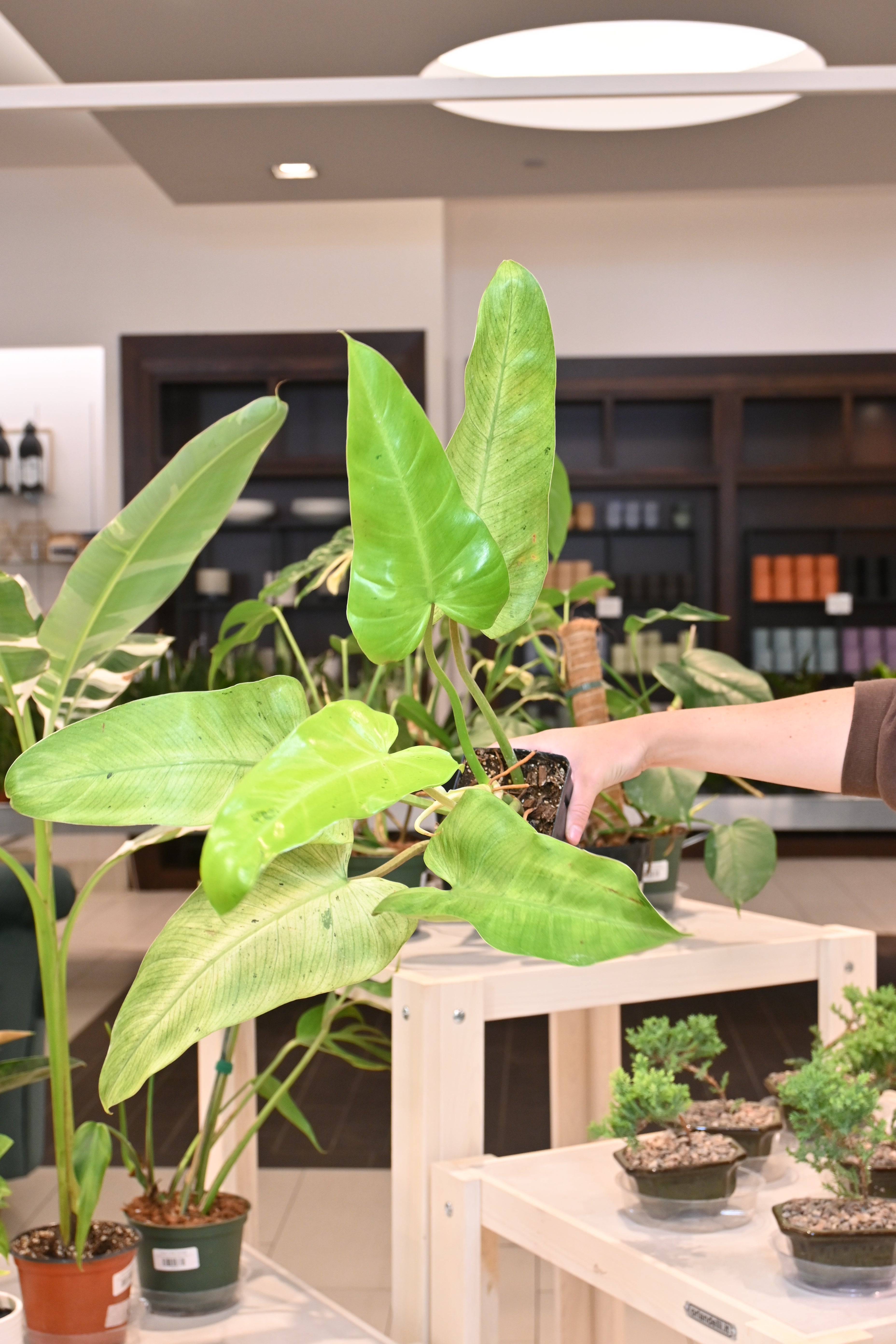 Philodendron Whipple Way