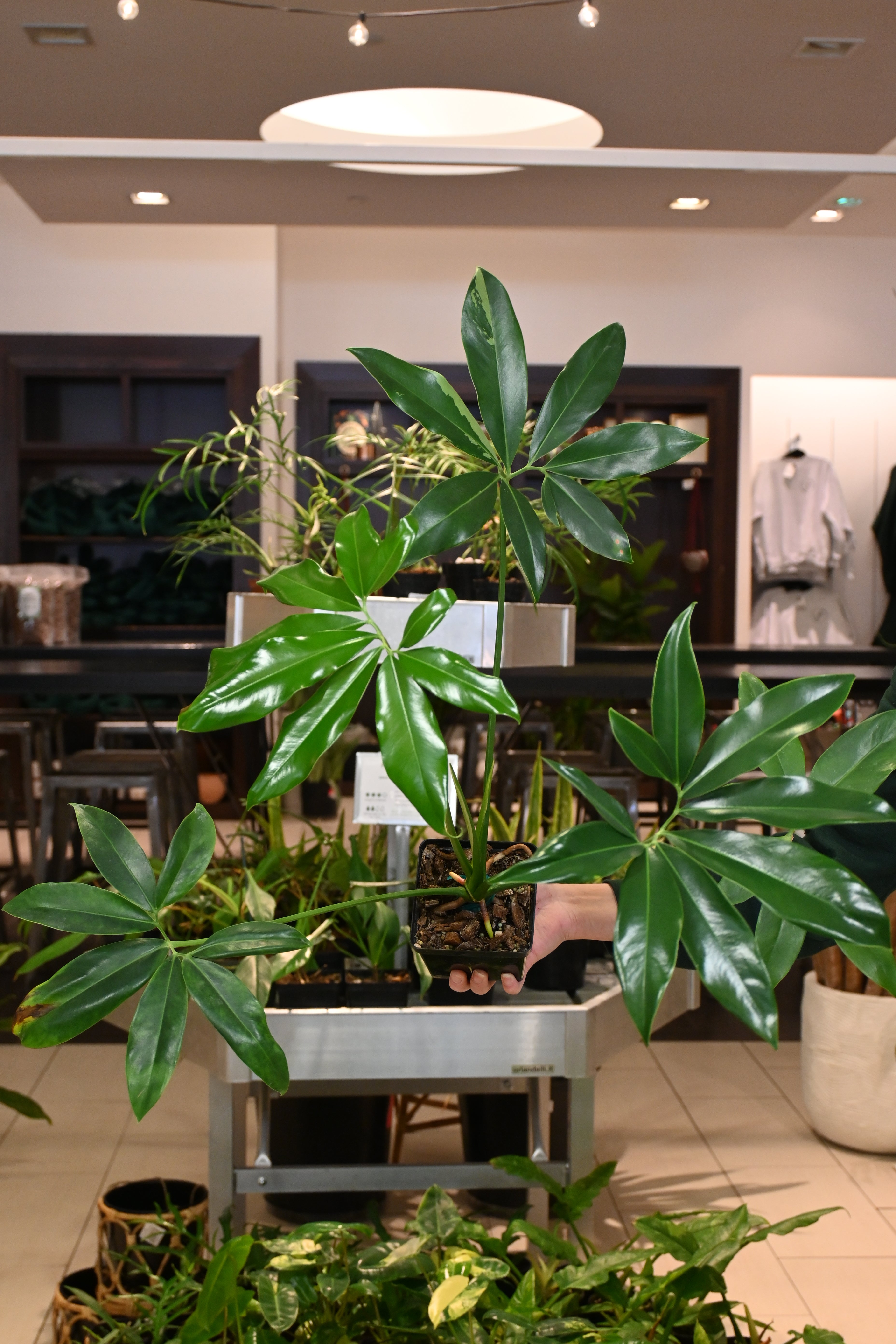 Reverted Philodendron Goeldii Variegated