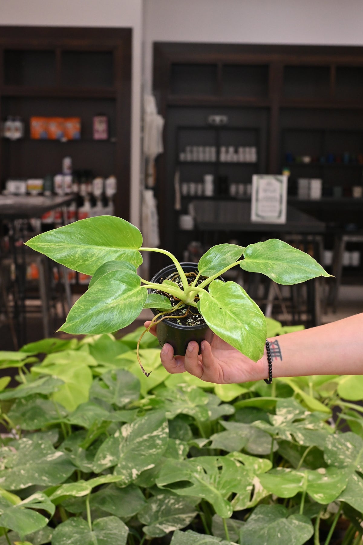 Philodendron Giganteum Blizzard