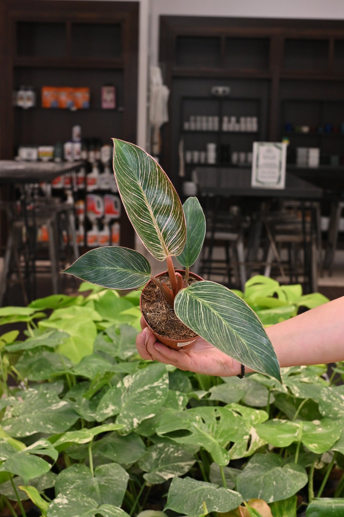 Philodendron Pink Birkin