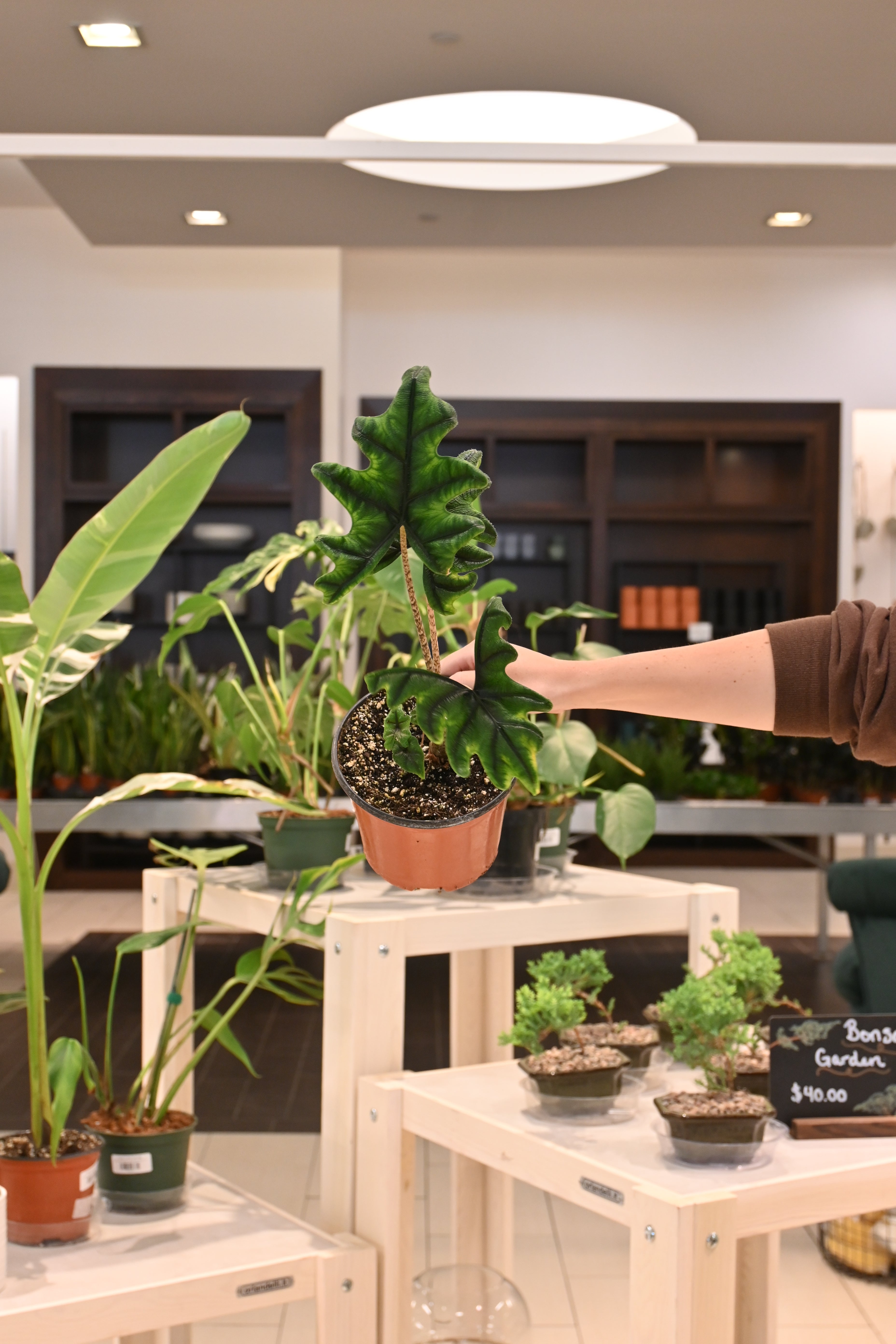 Alocasia Jacklyn