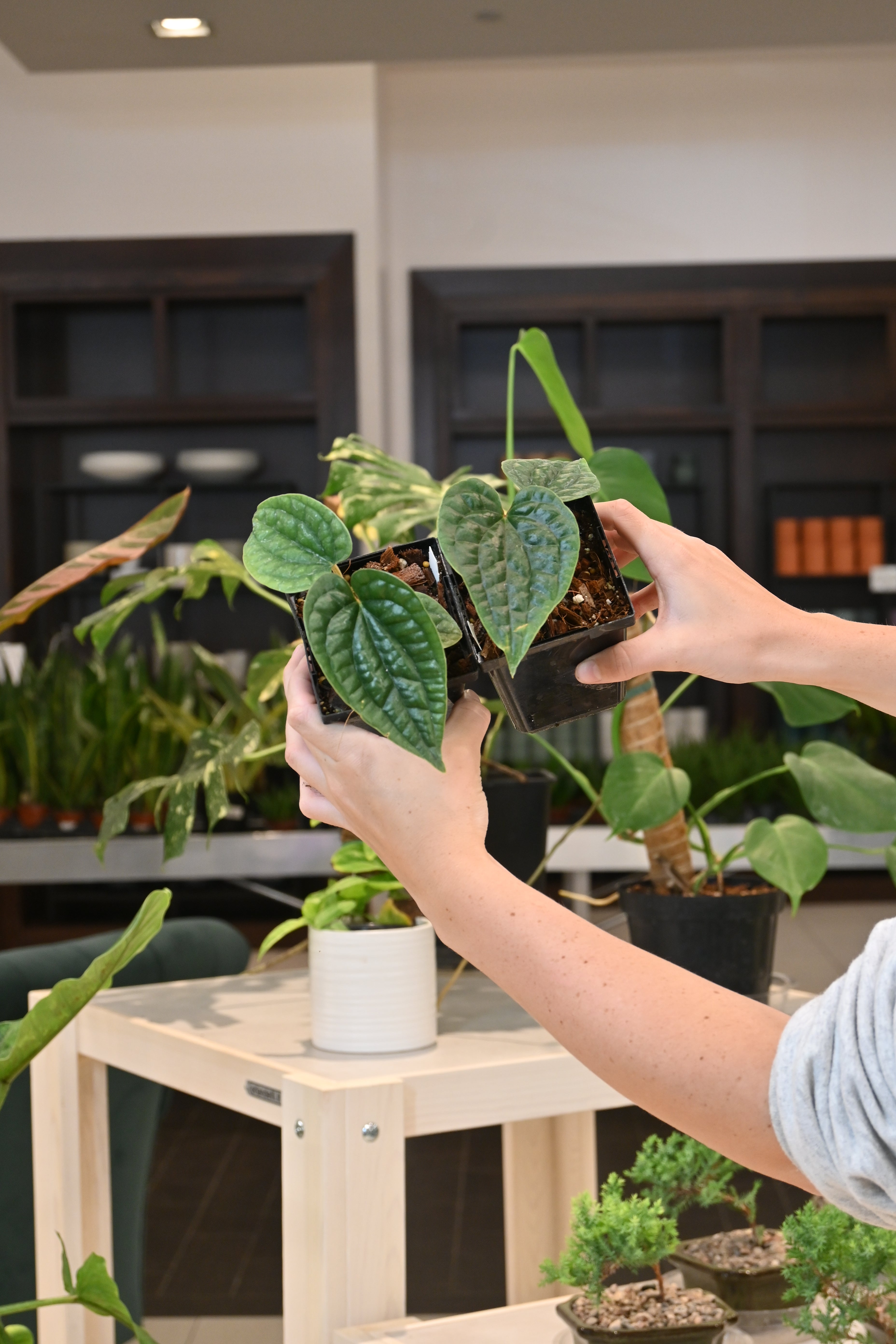 anthurium dark form Anthurium Luxurians Dark Form – Lost in the Forrest