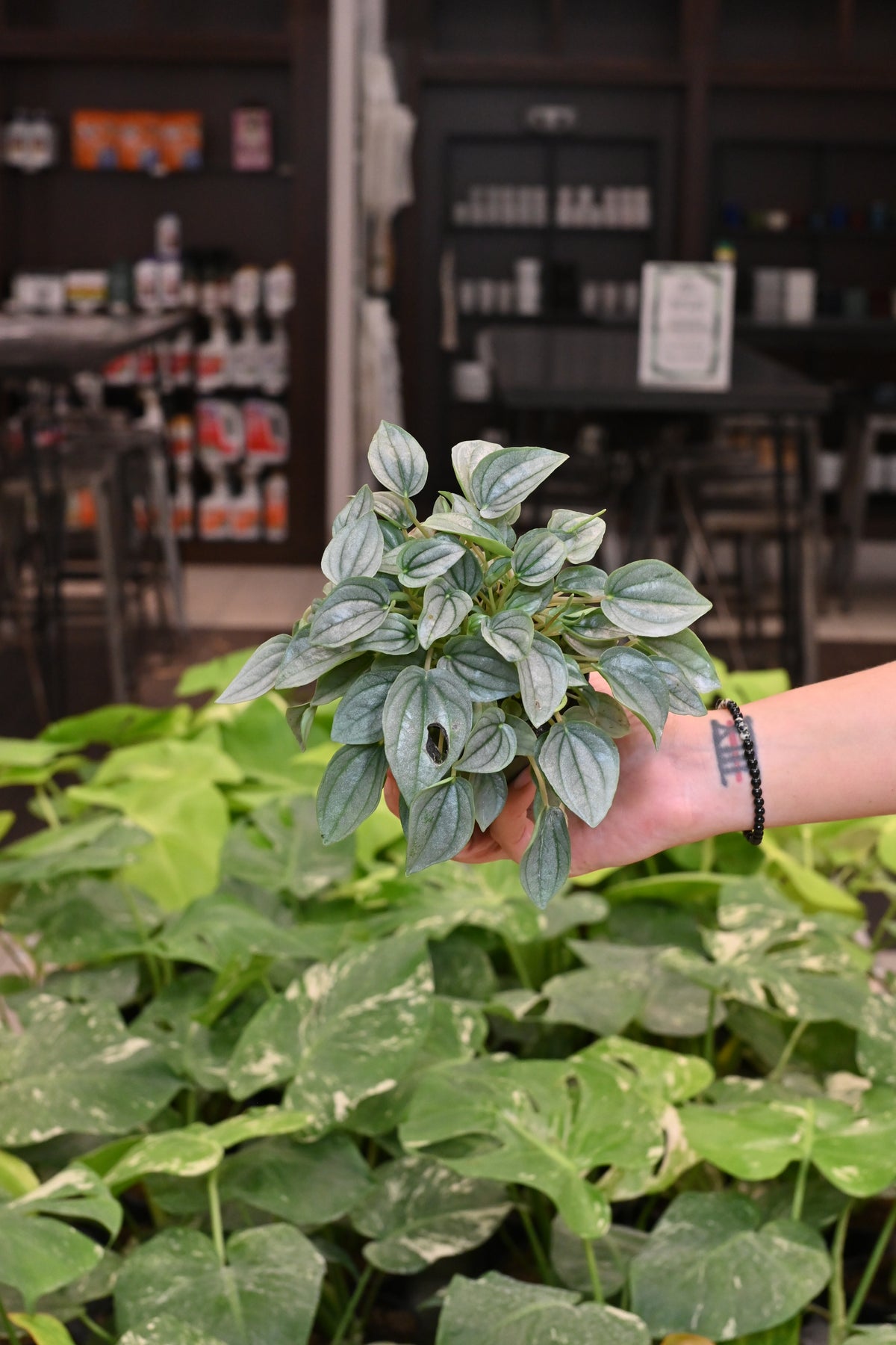 Peperomia Napoli Nights