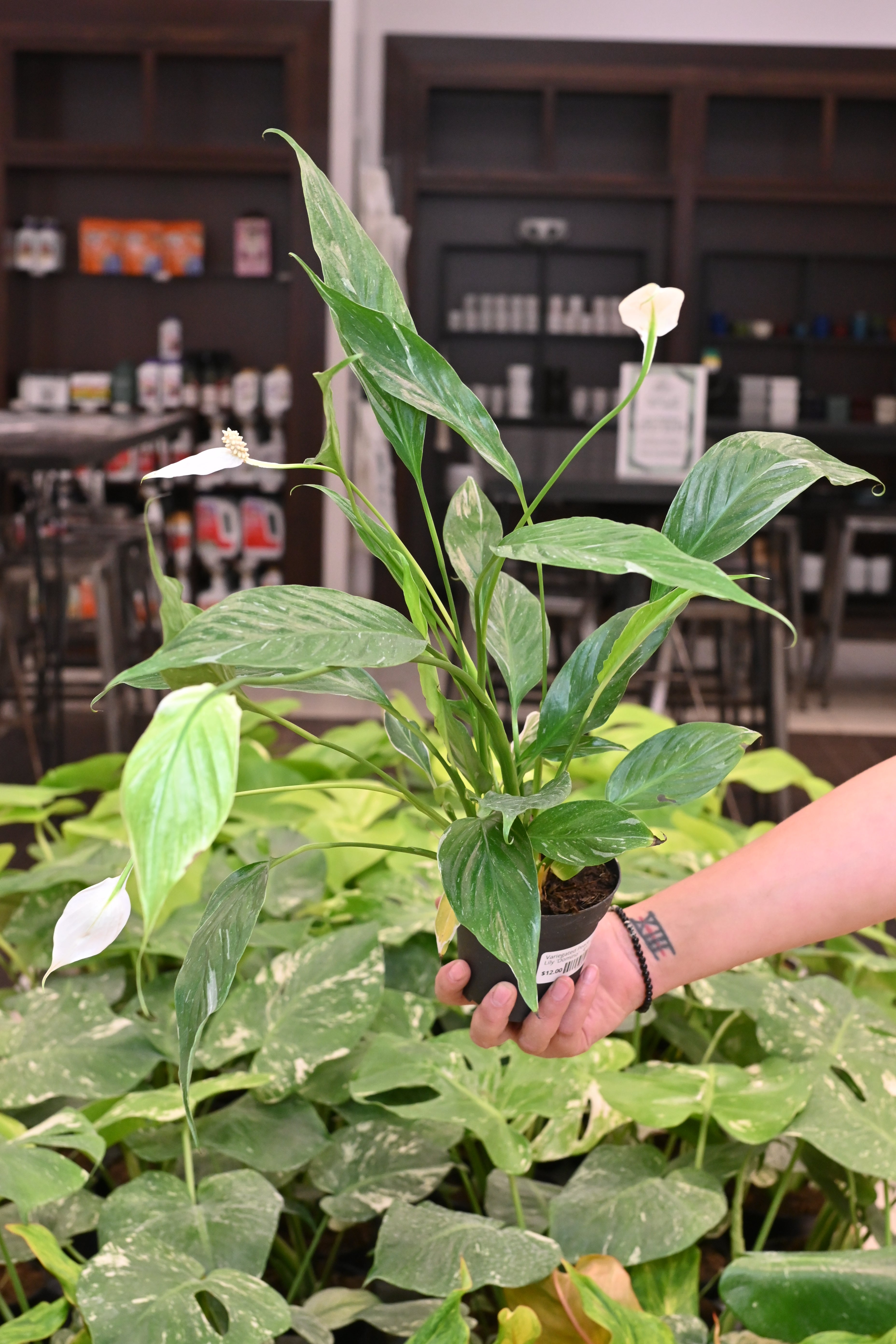Variegated Peace Lily &