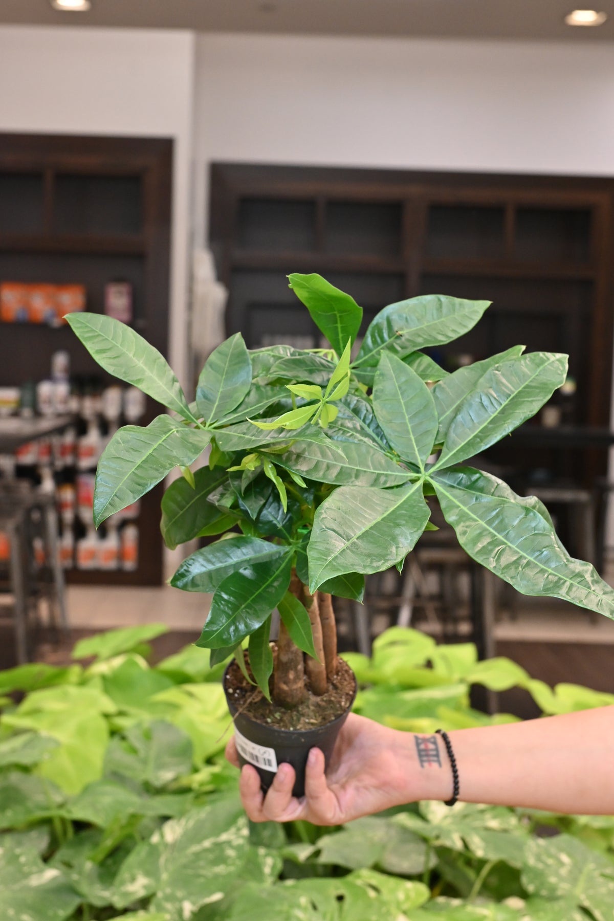 Money Tree