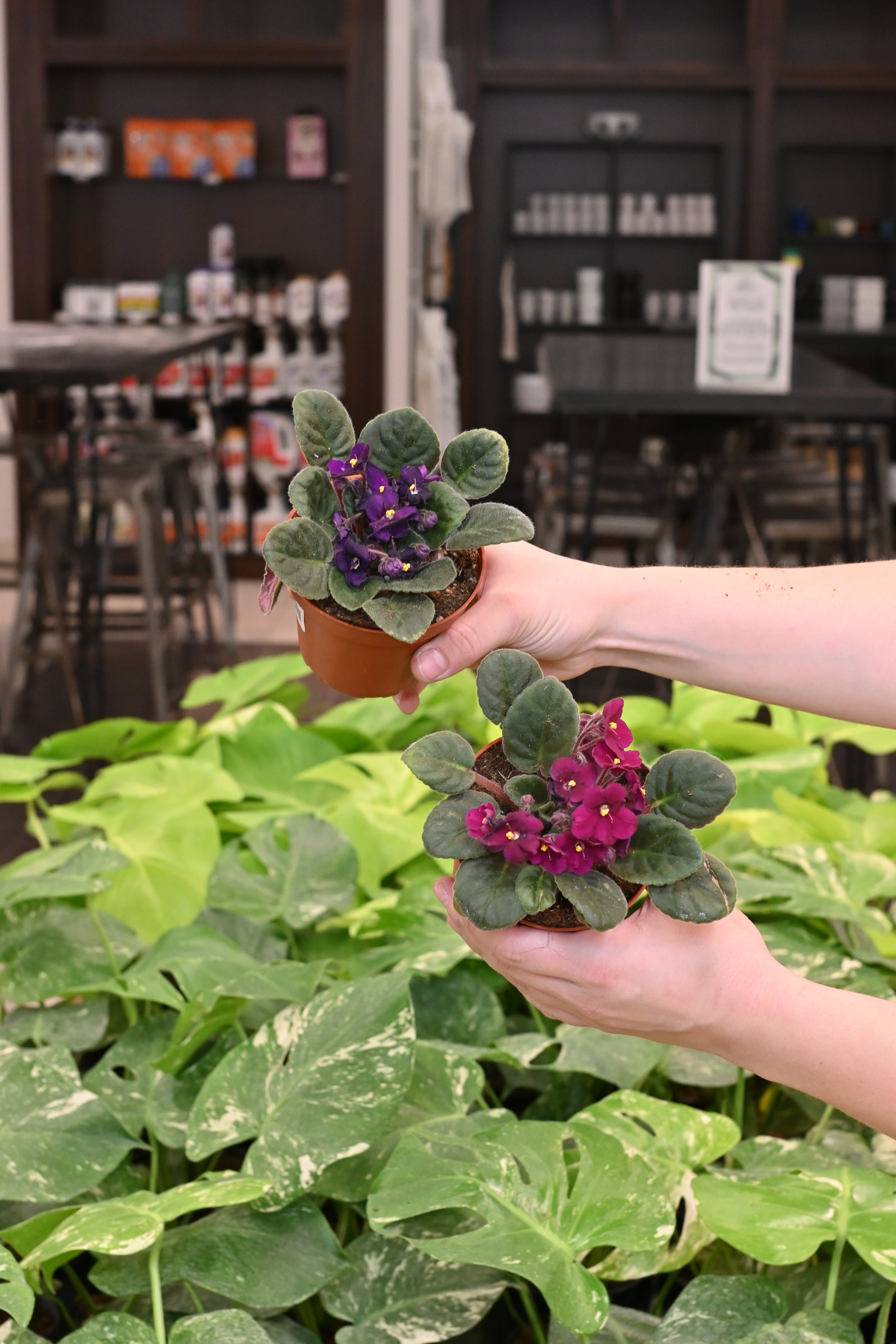 African Violet Assorted