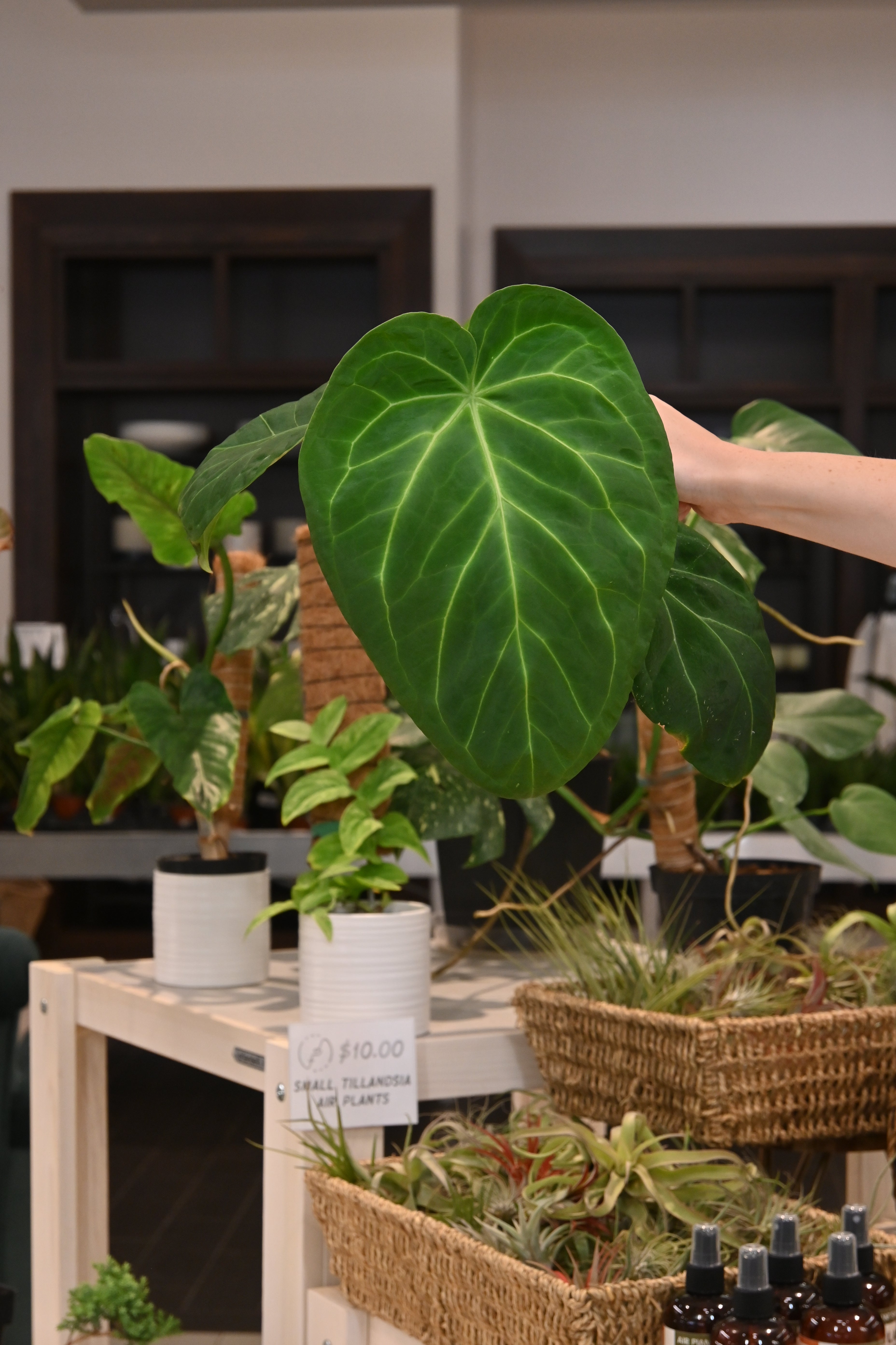 Anthurium Forgetii x Unknown