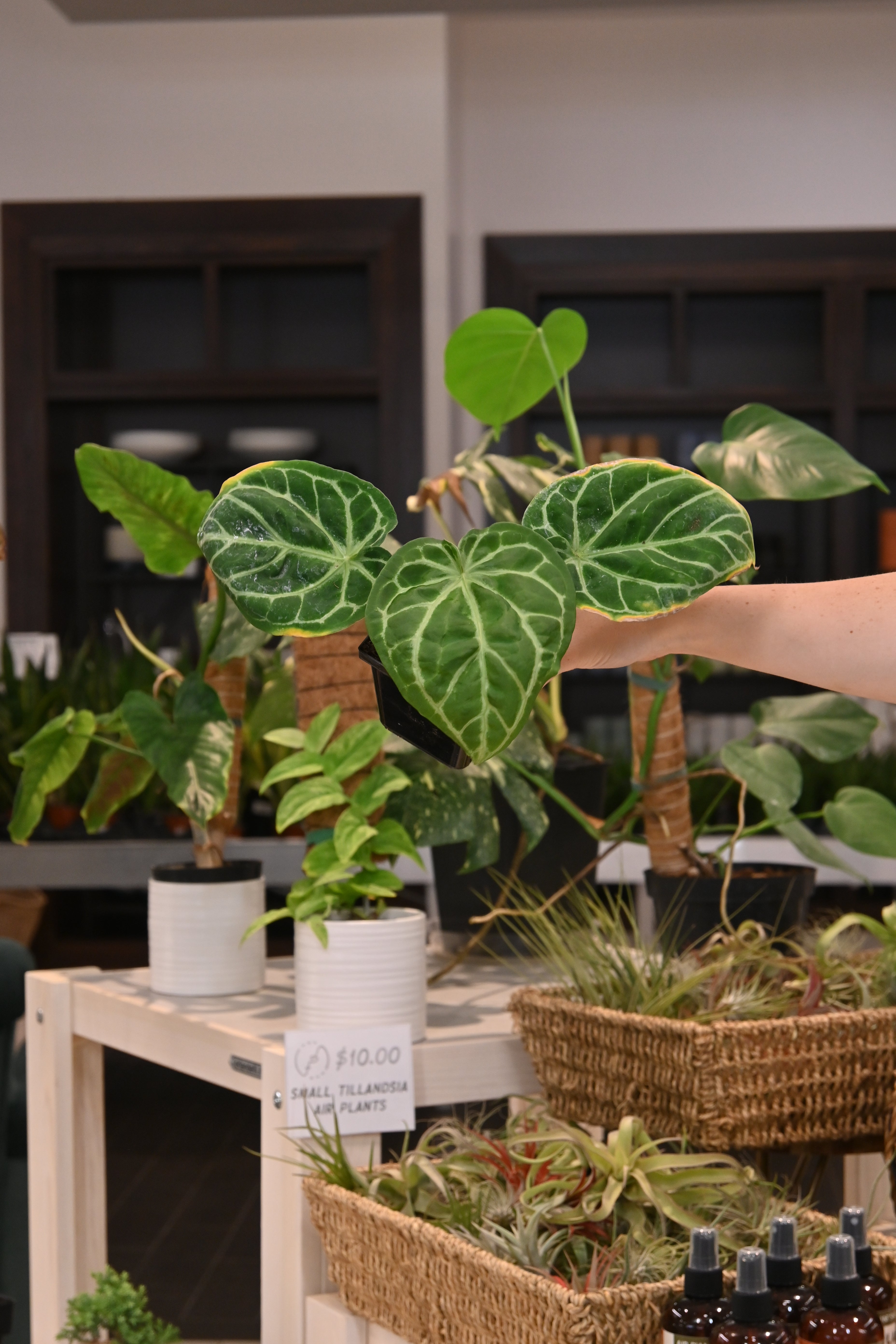 Anthurium Dorayaki Silver Blush