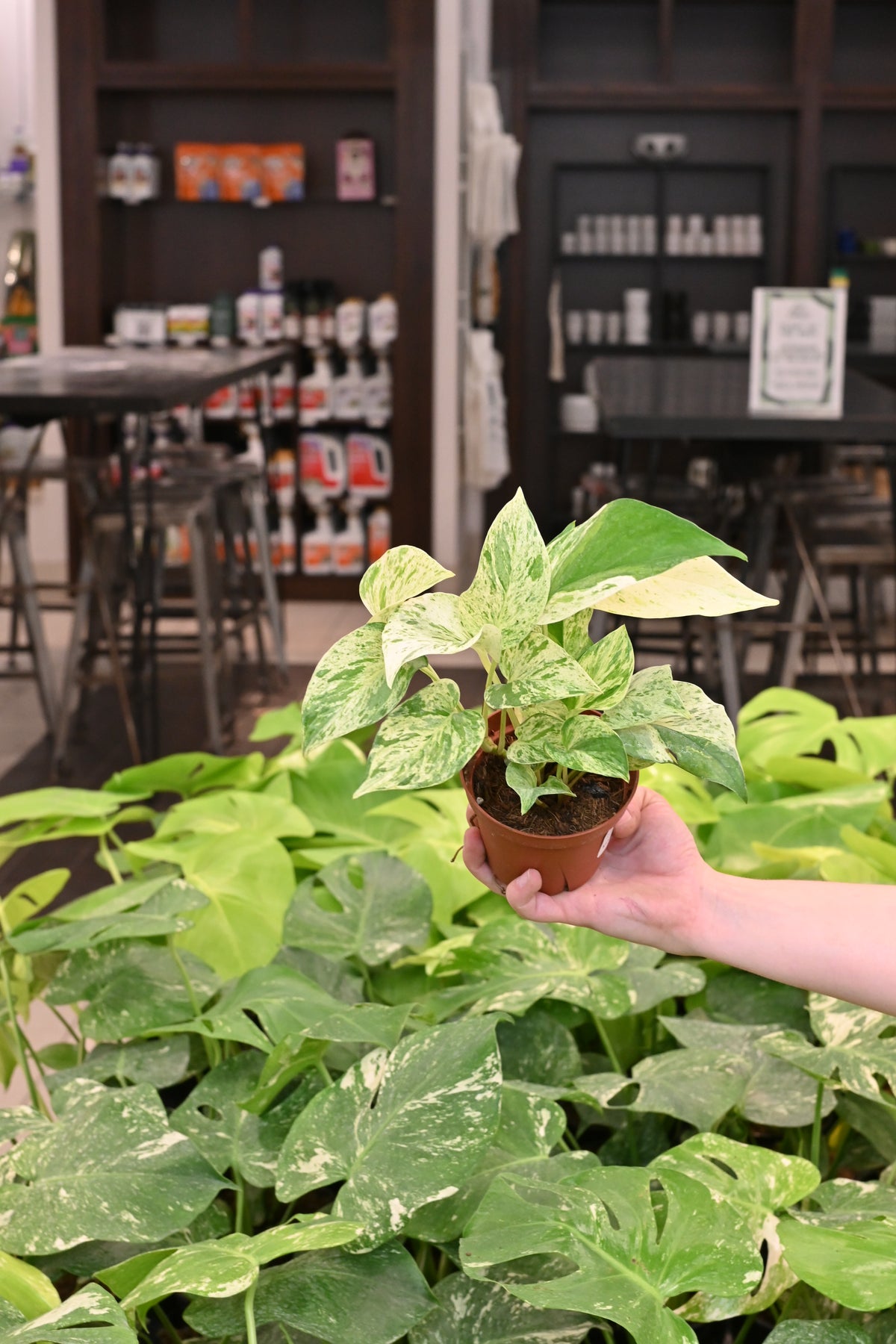 Snow Queen Pothos