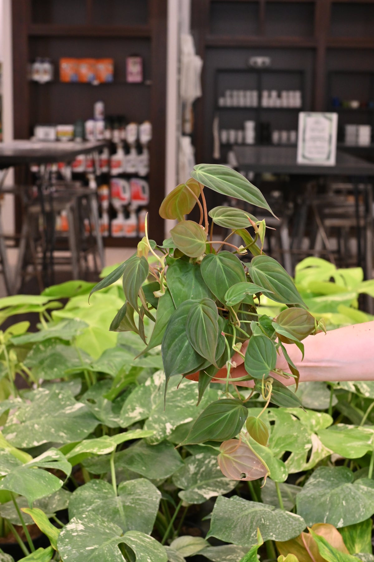 Philodendron Micans