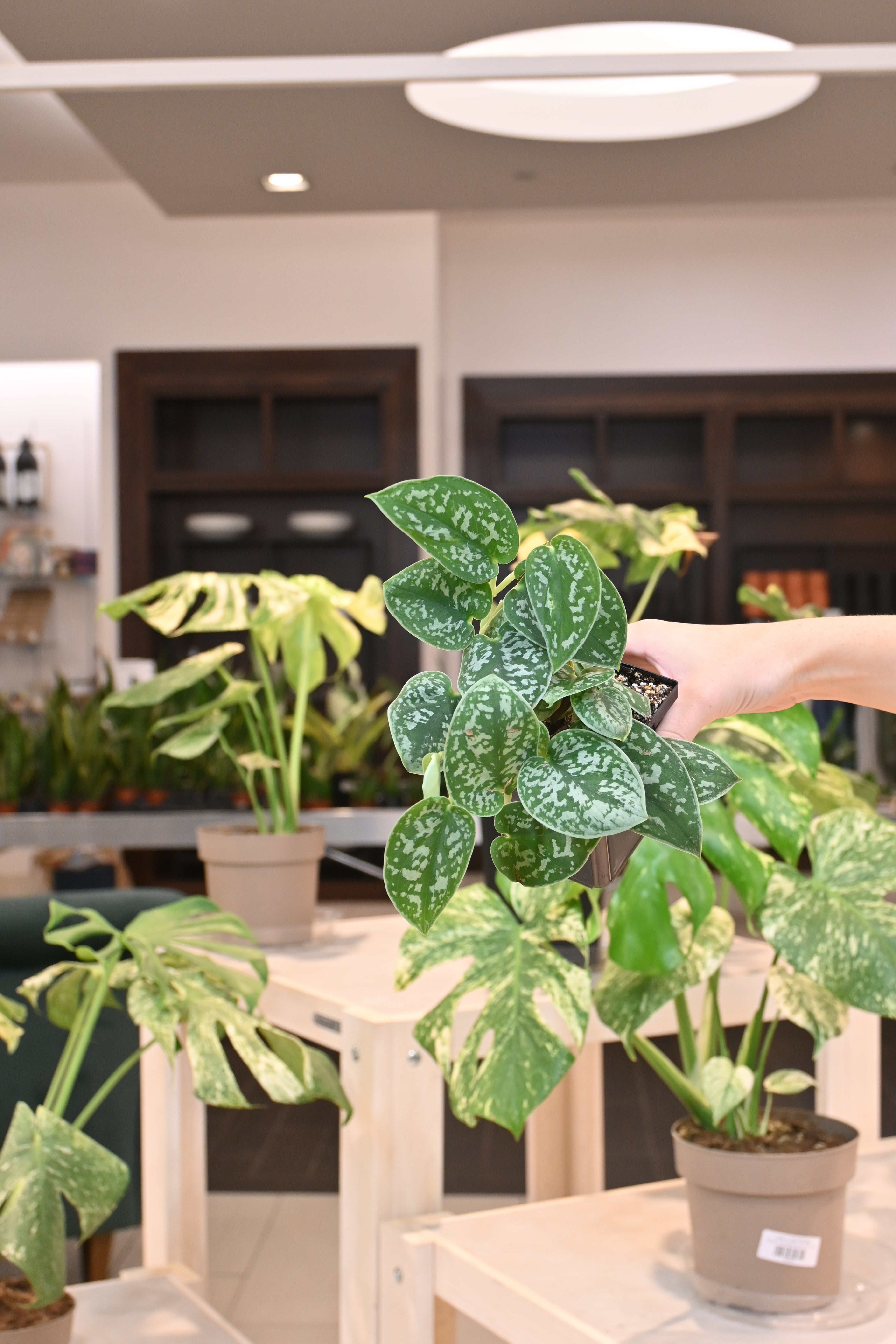 Scindapsus Silvery Ann