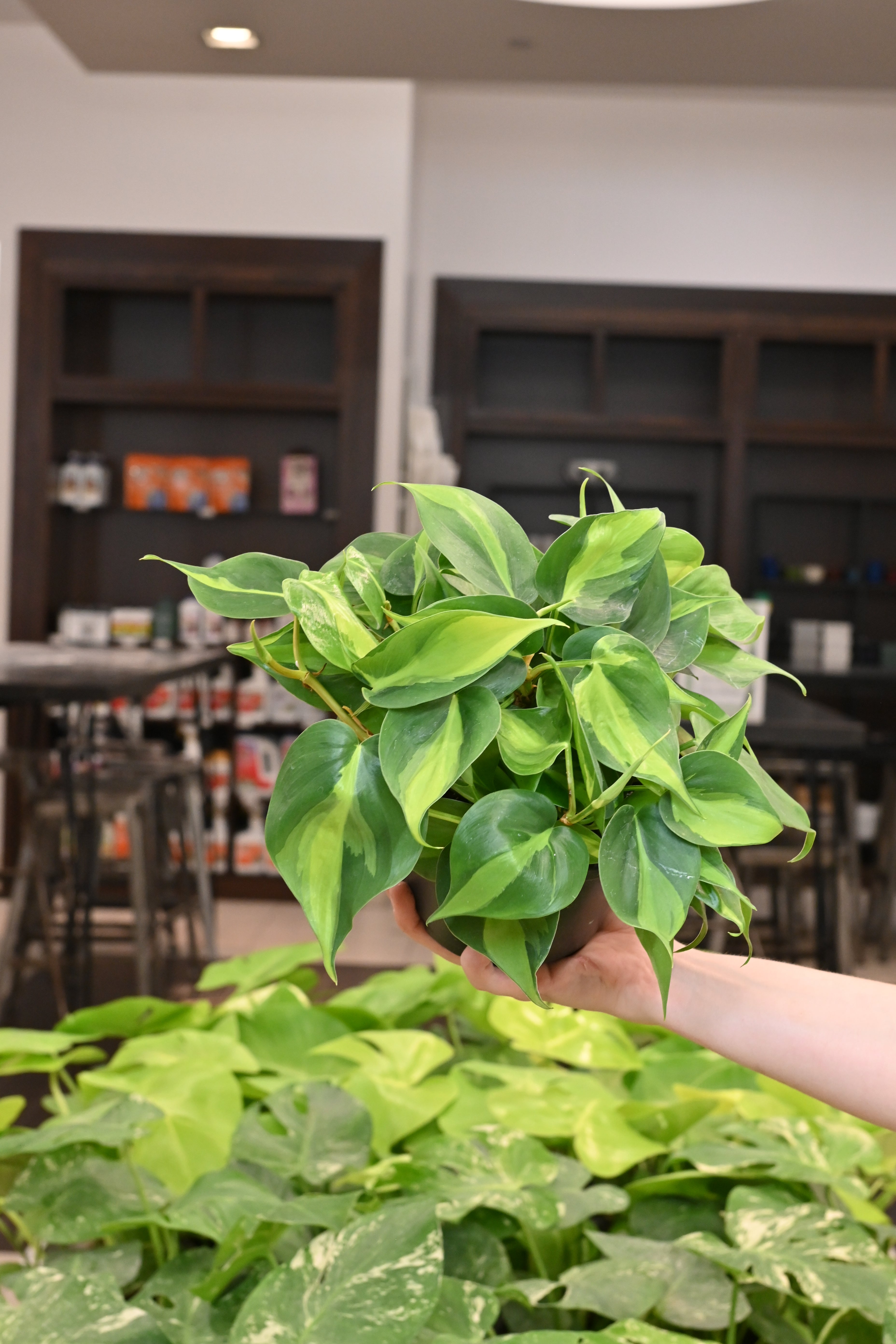 Philodendron Brazil