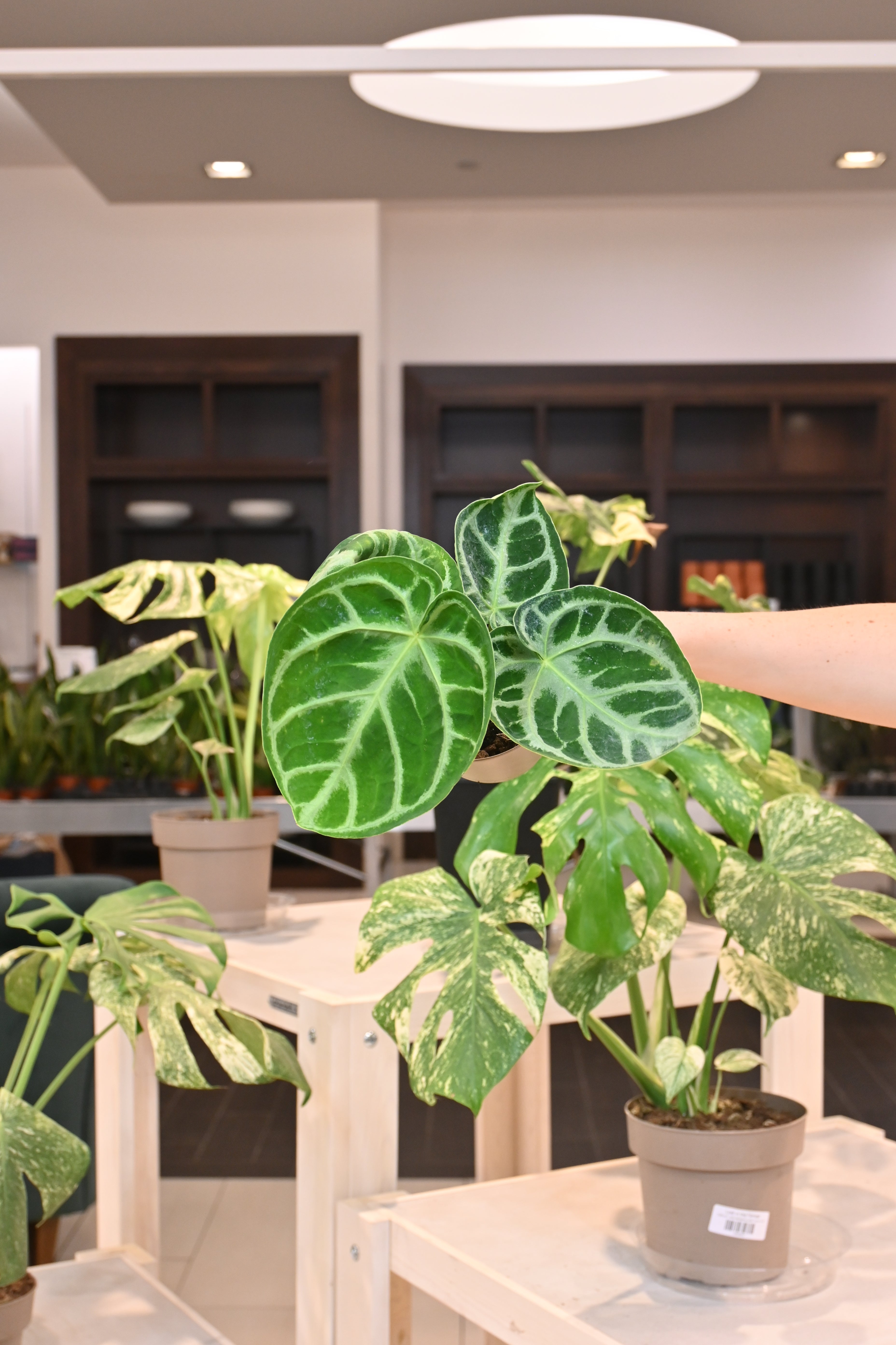 Anthurium Dorayaki Silver Blush